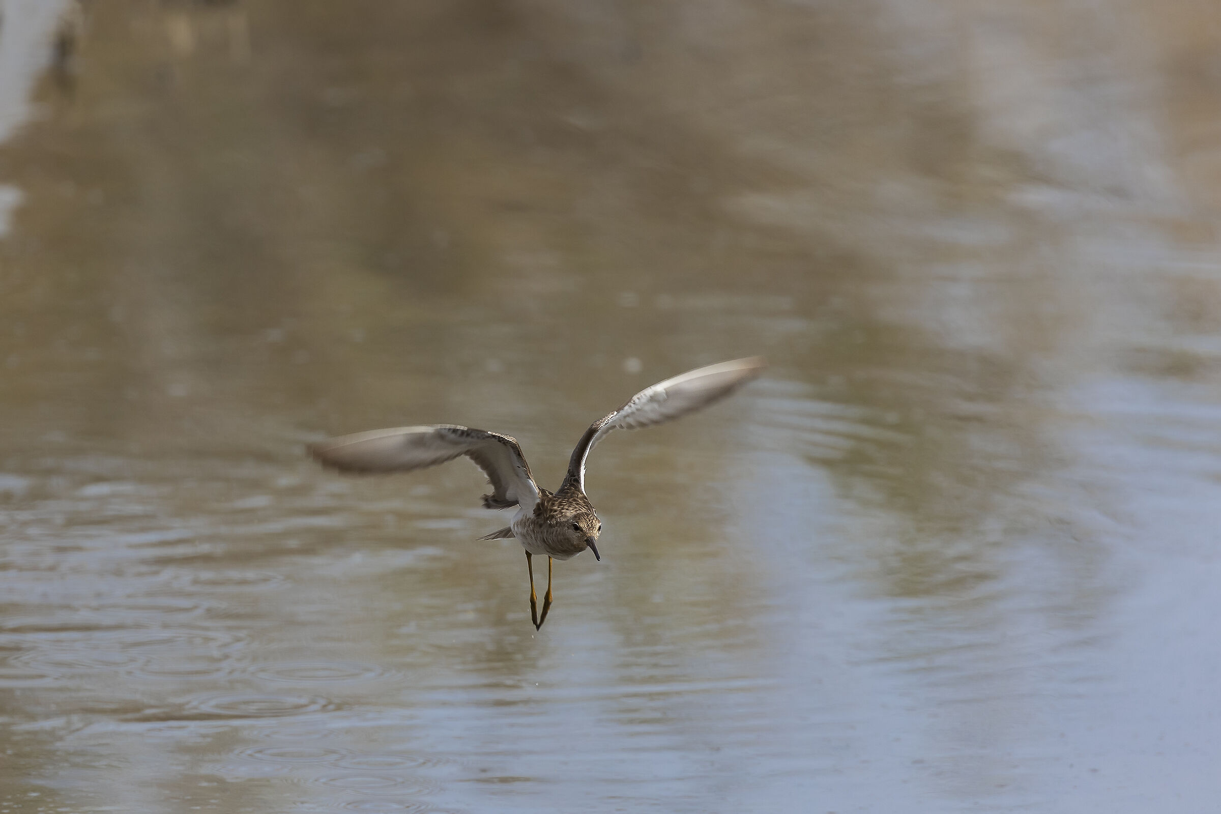 Marsh sandpiper...