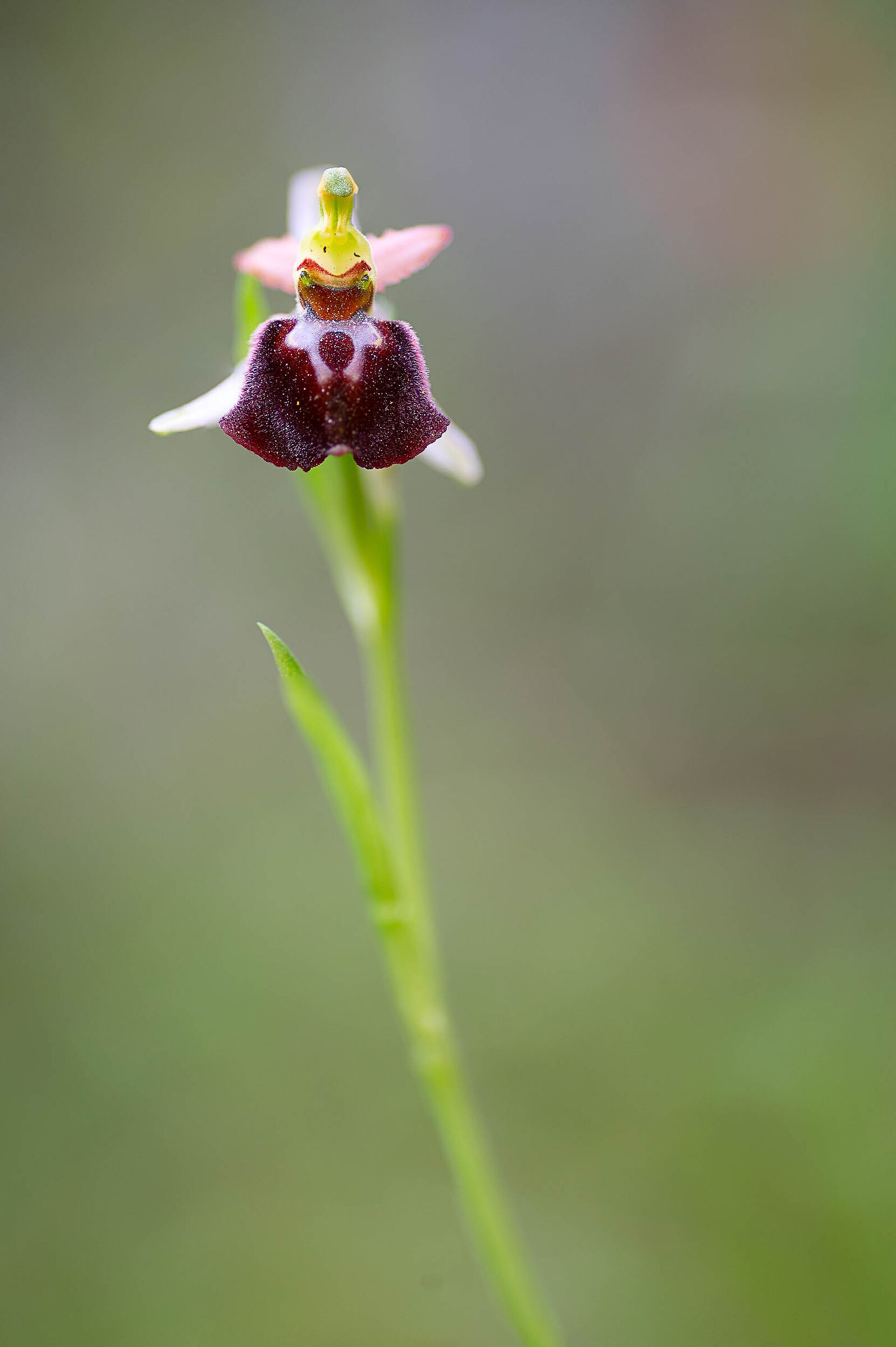 Ophrys??...