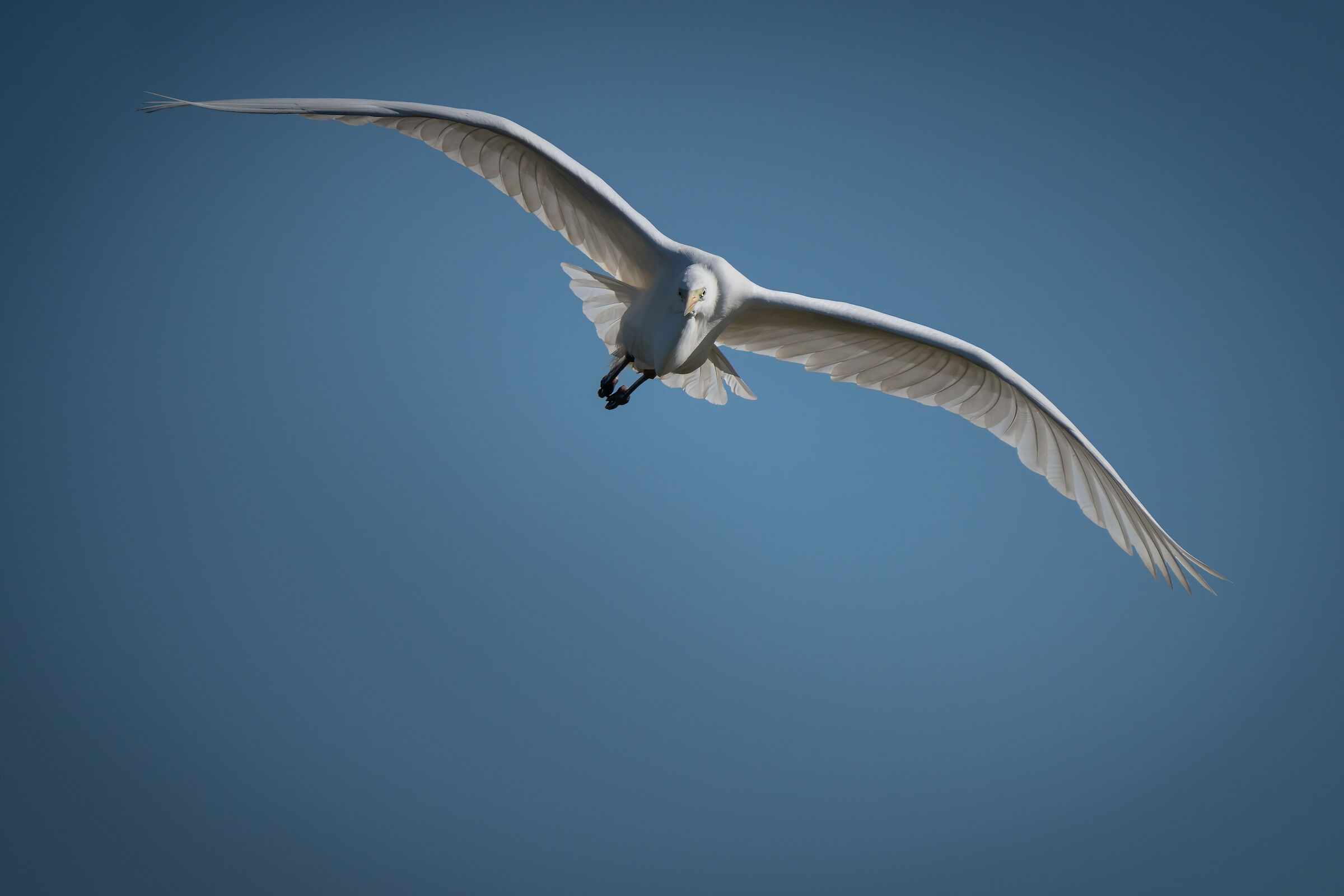Under attack (Greater white heron)...