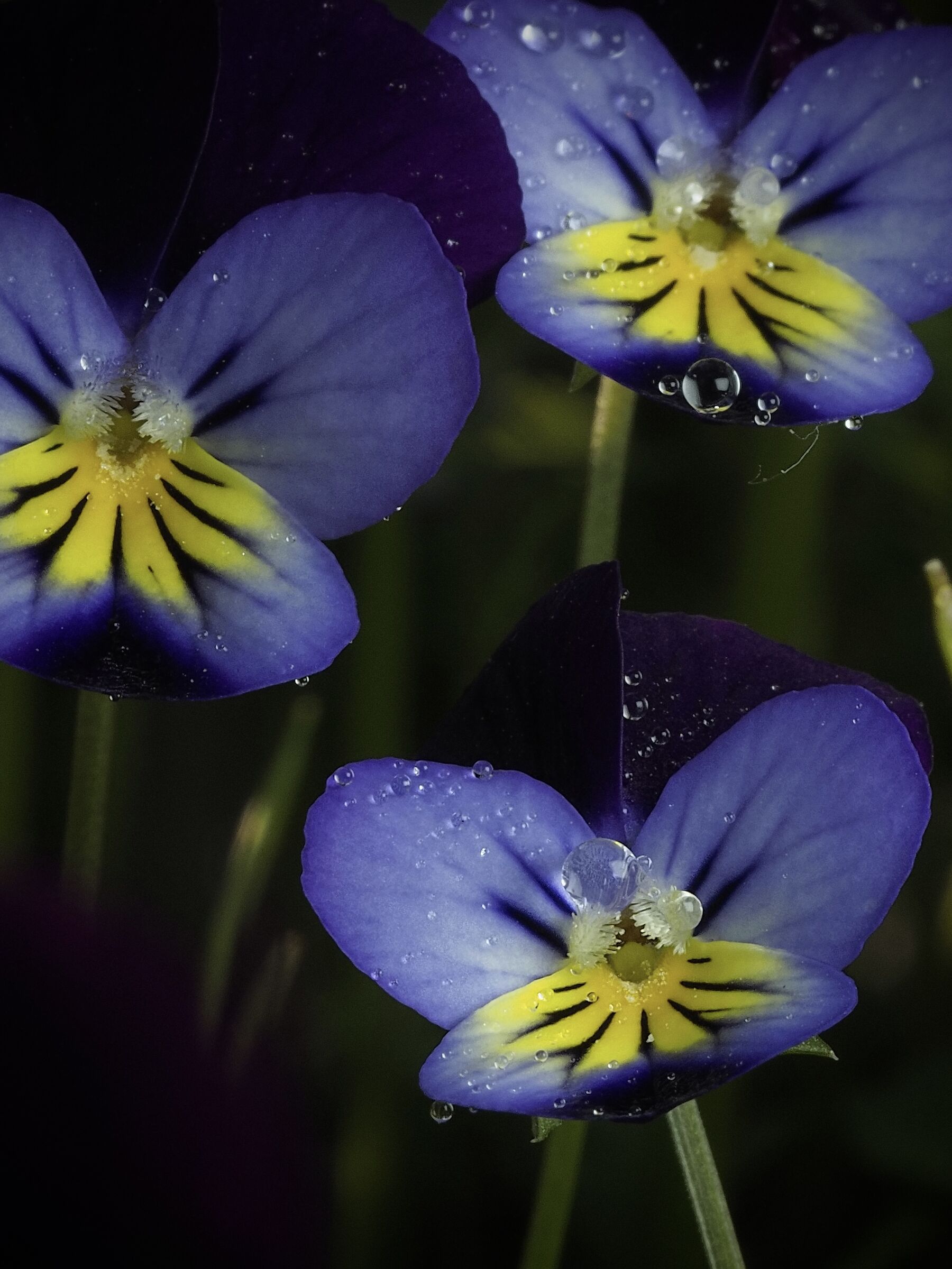 The trio of violets...