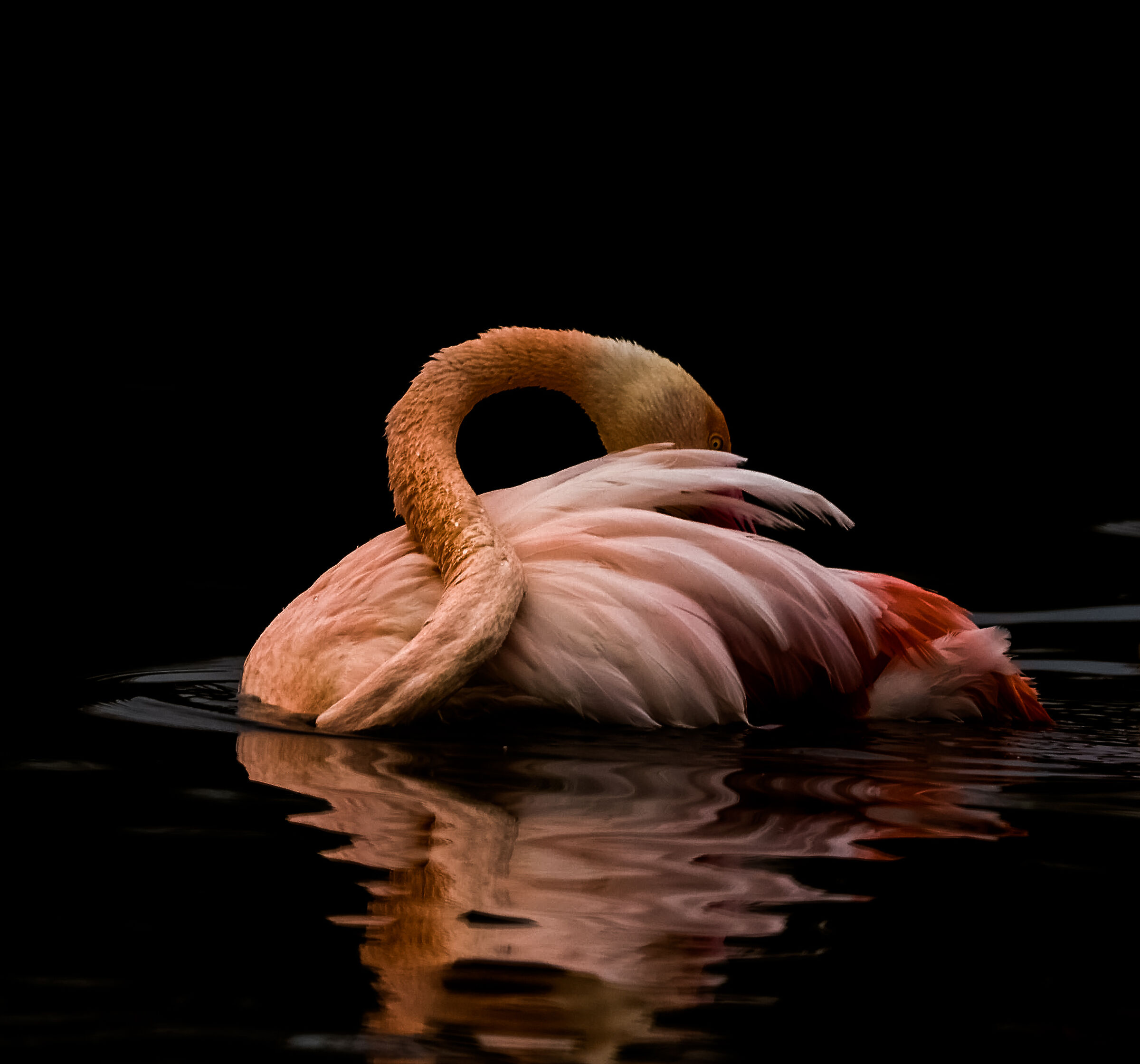 Flamingo ...