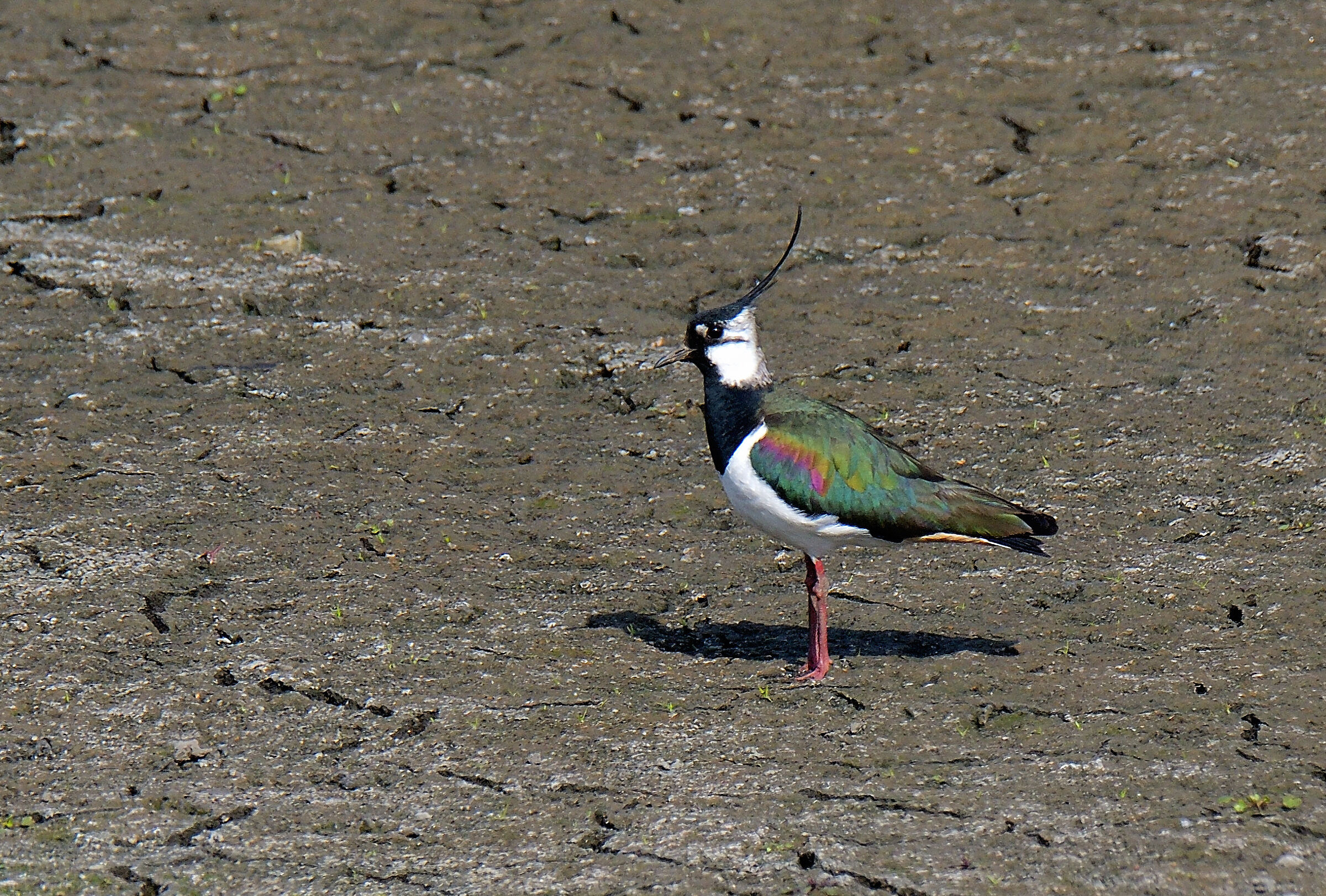 the chlorinated reflections of the lapwing...