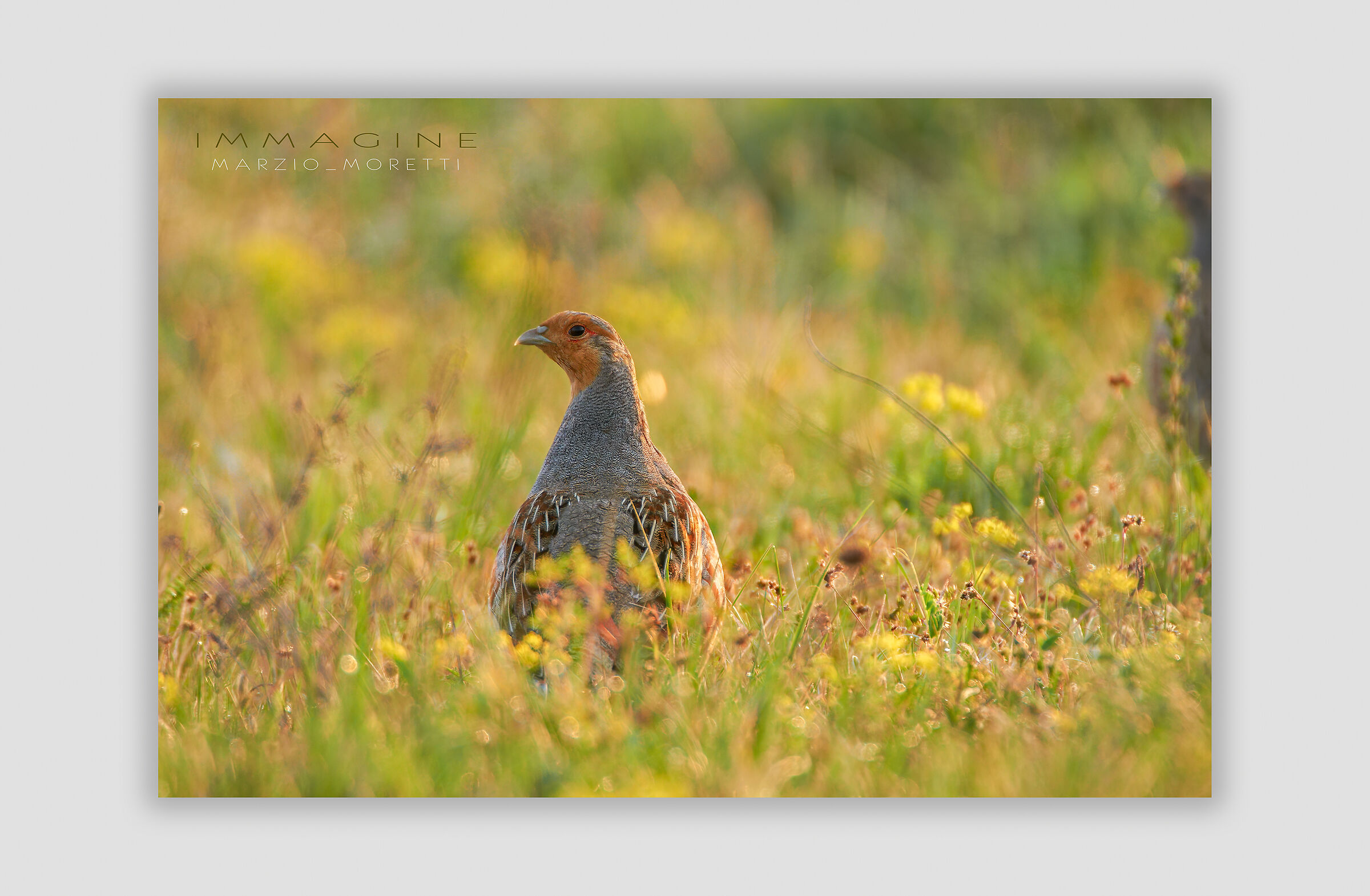 Partridge... first light of day...