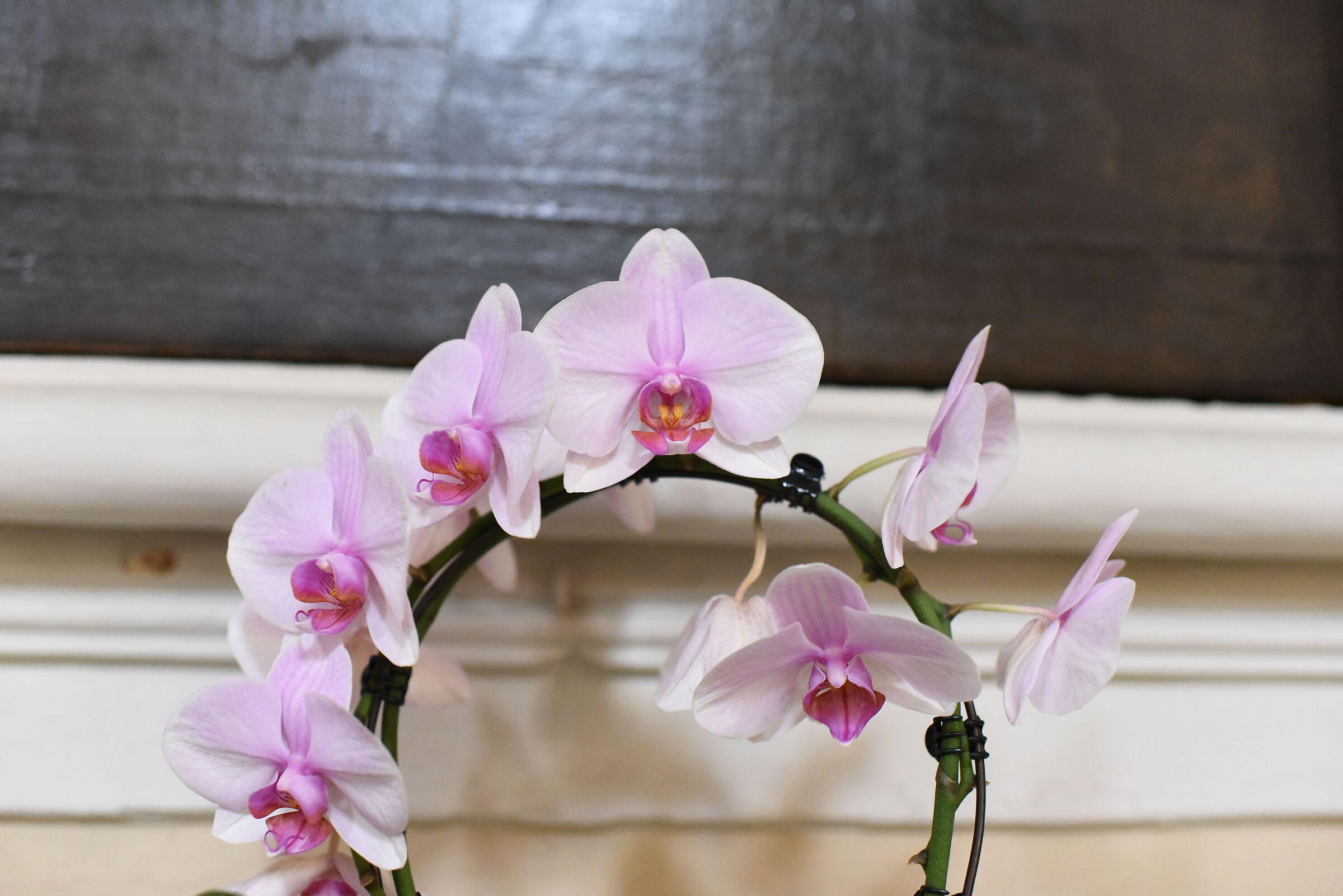 F. 2.8, ISO 8.000, 1/ 250 Nikon 28, 1.4 E ED...