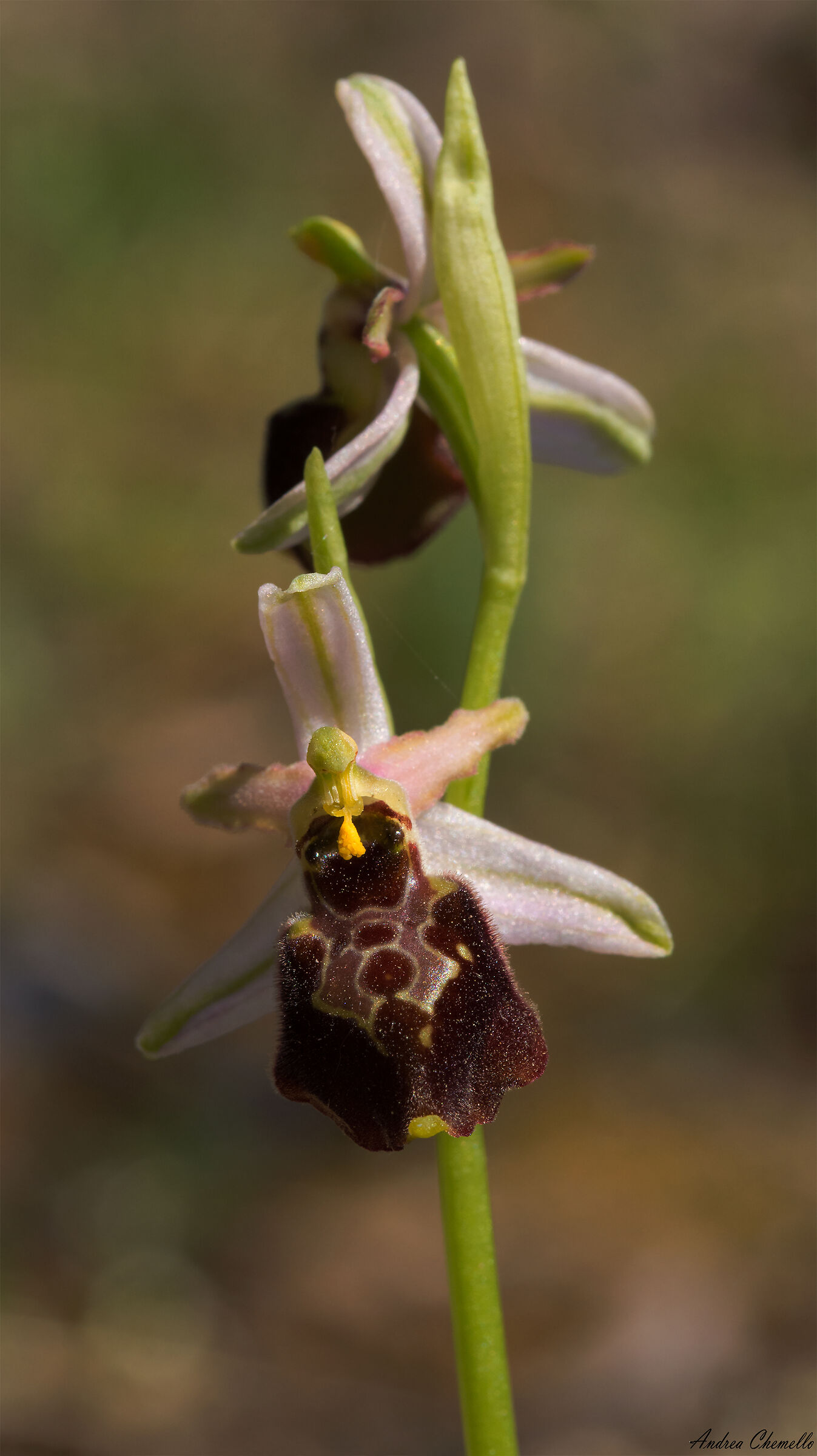 Ophrys exaltata montis-leonis...