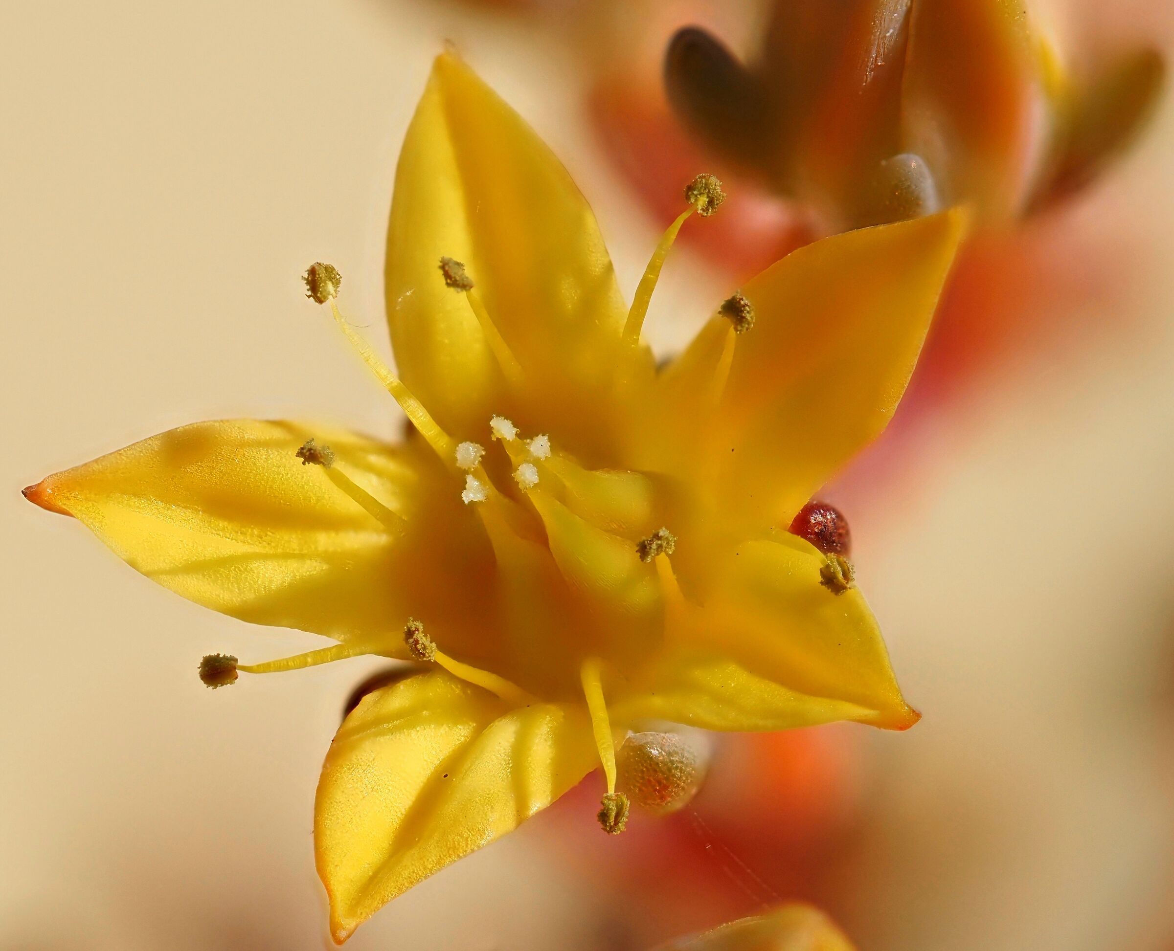 Fiore di Pachyphytum...
