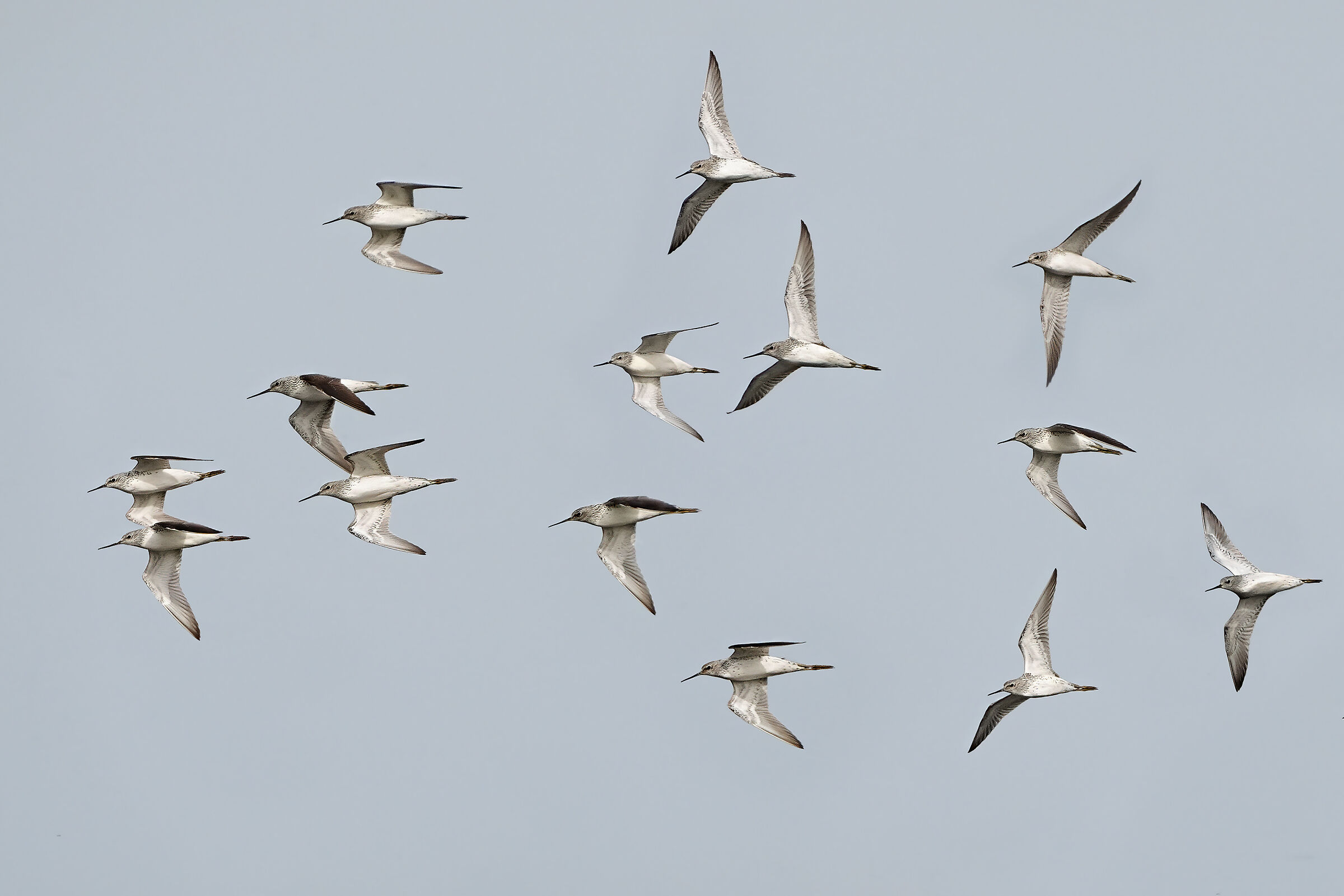 The migration of albastrelli...