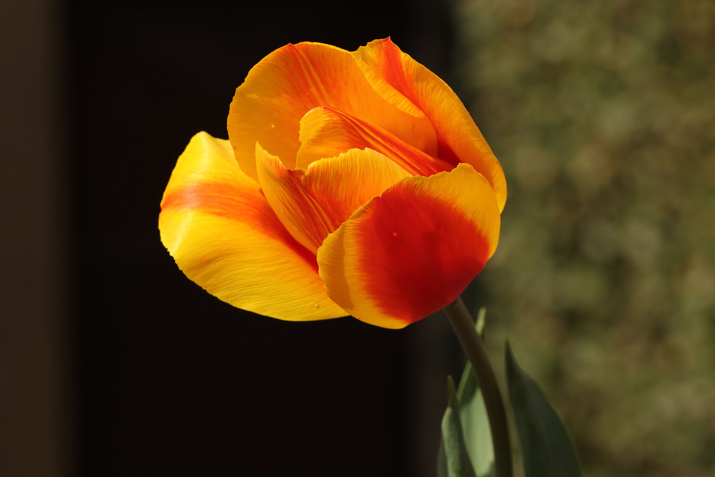 "my" tulips...