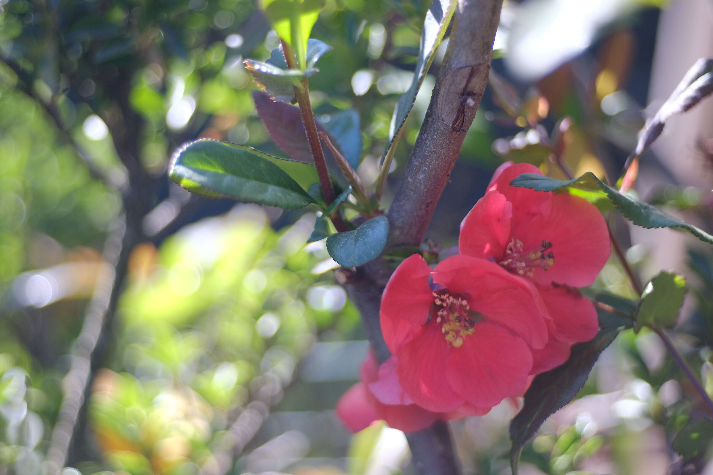 Quince of Japan 2...