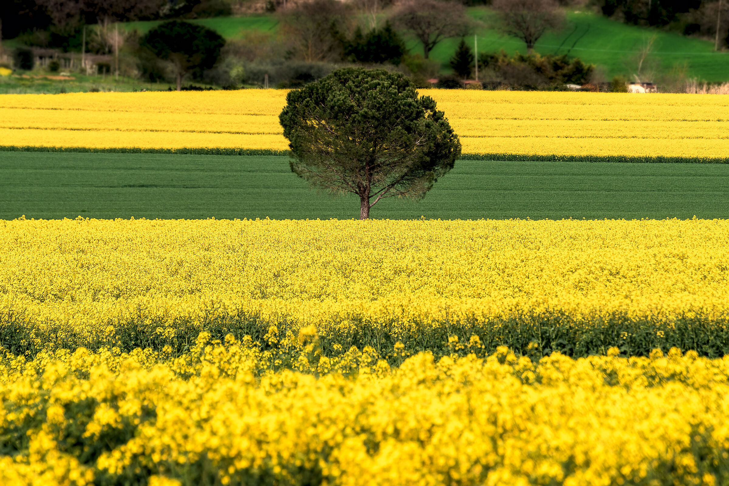 yellow and green in umbria...