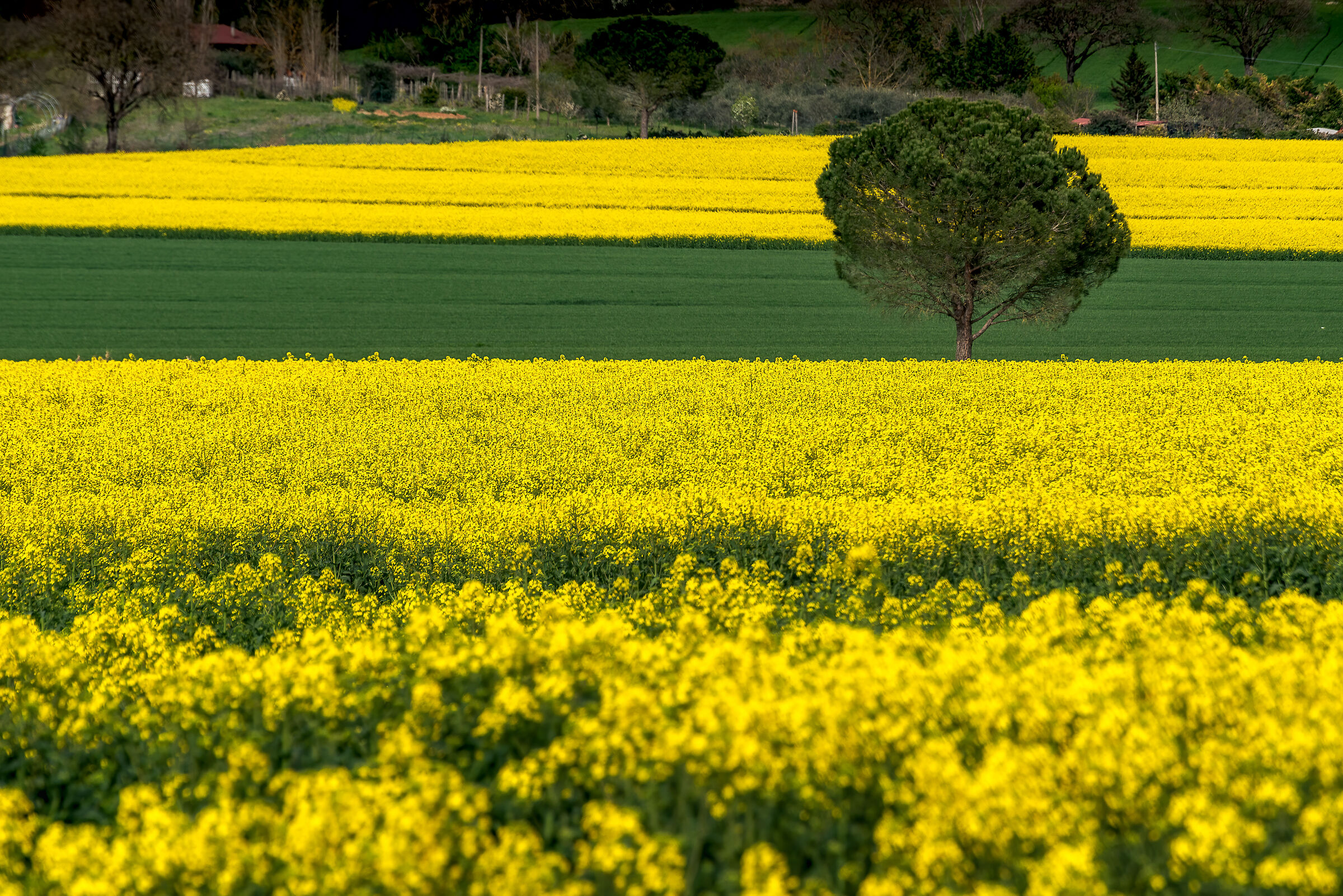 yellow and green in umbria...