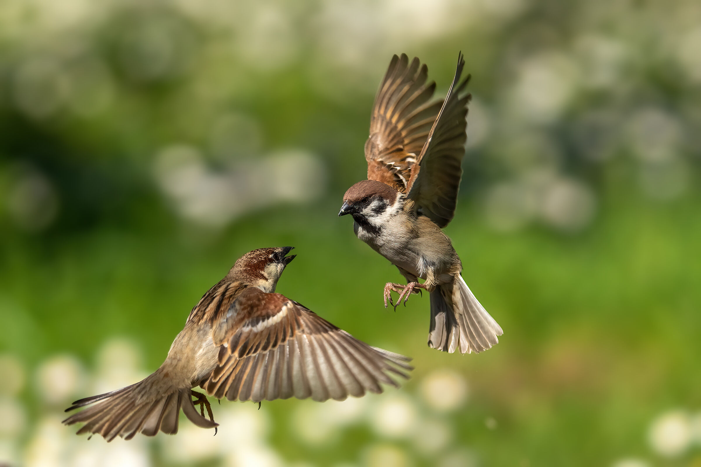 Flying sparrows...