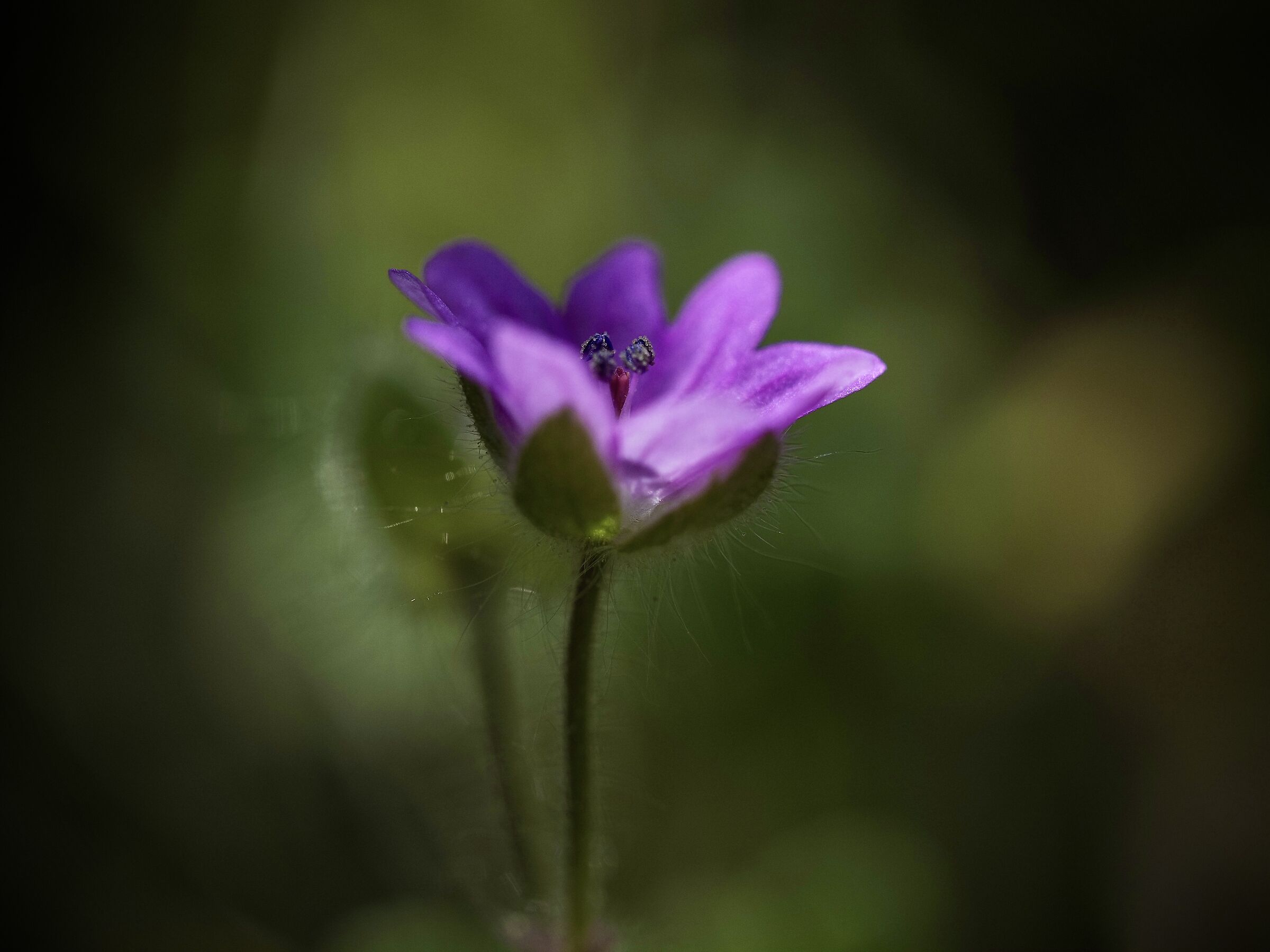 The beauty of a simple wildflower...