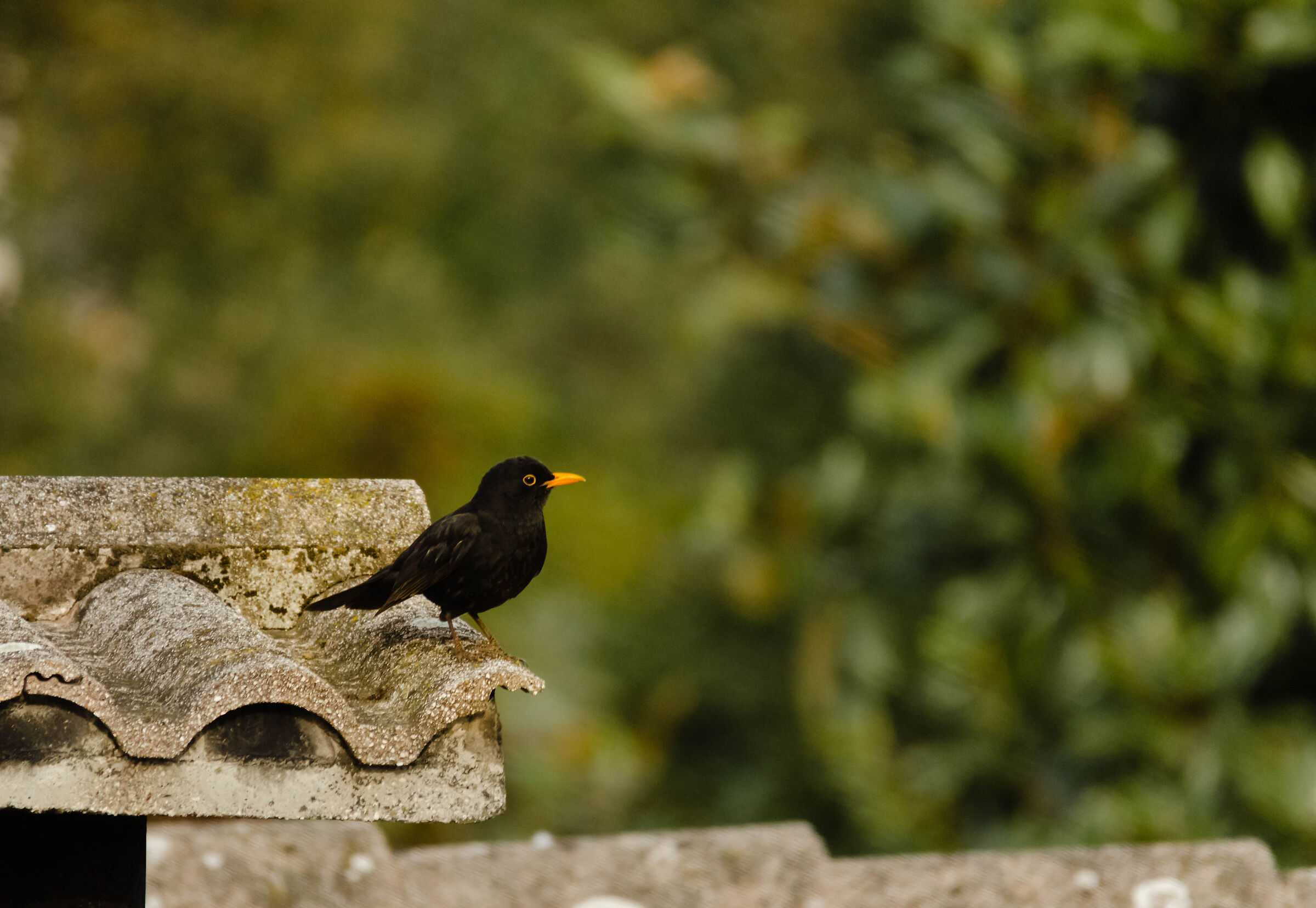 blackbird...