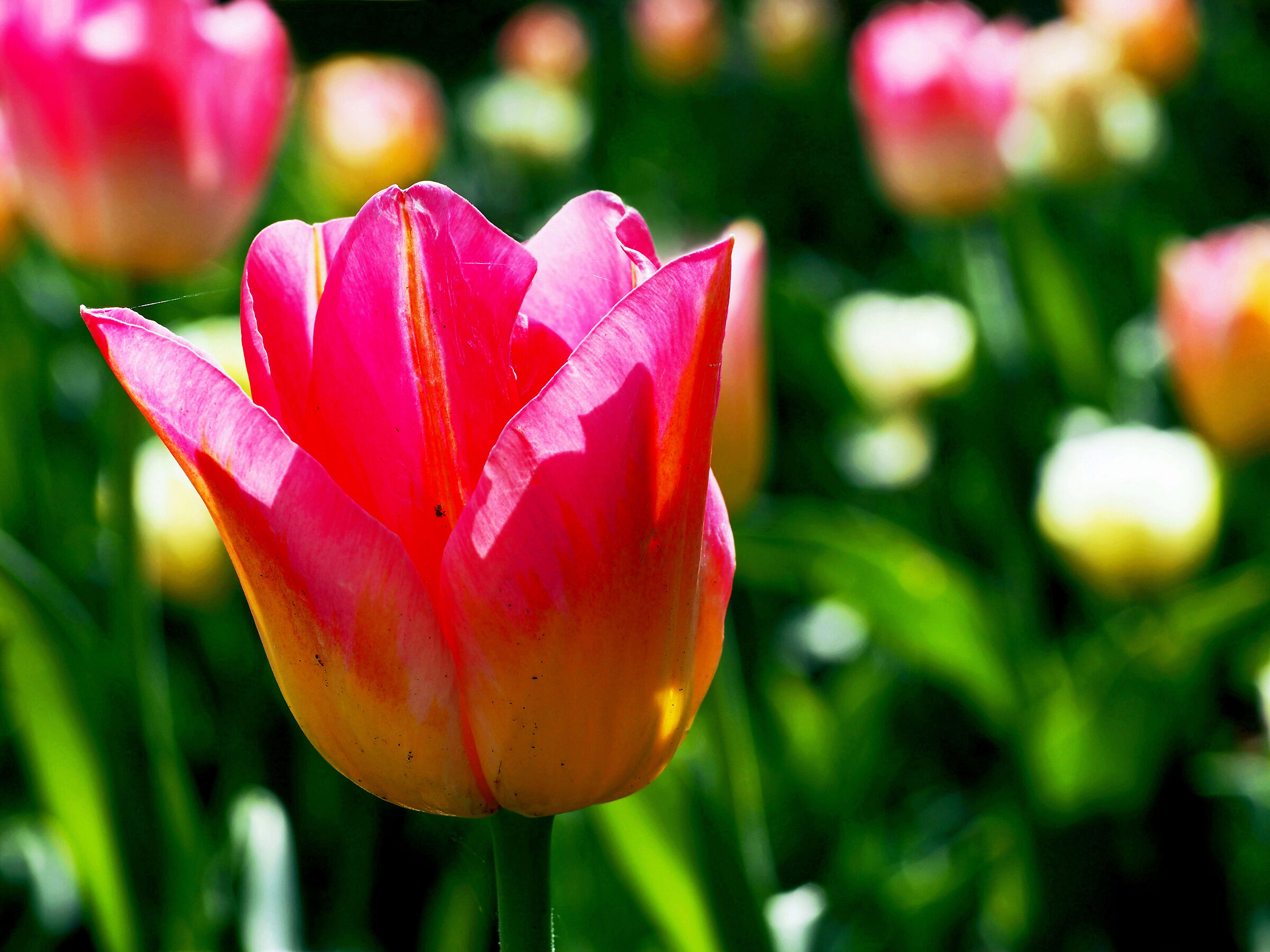 The tulips of Pralormo (2)...