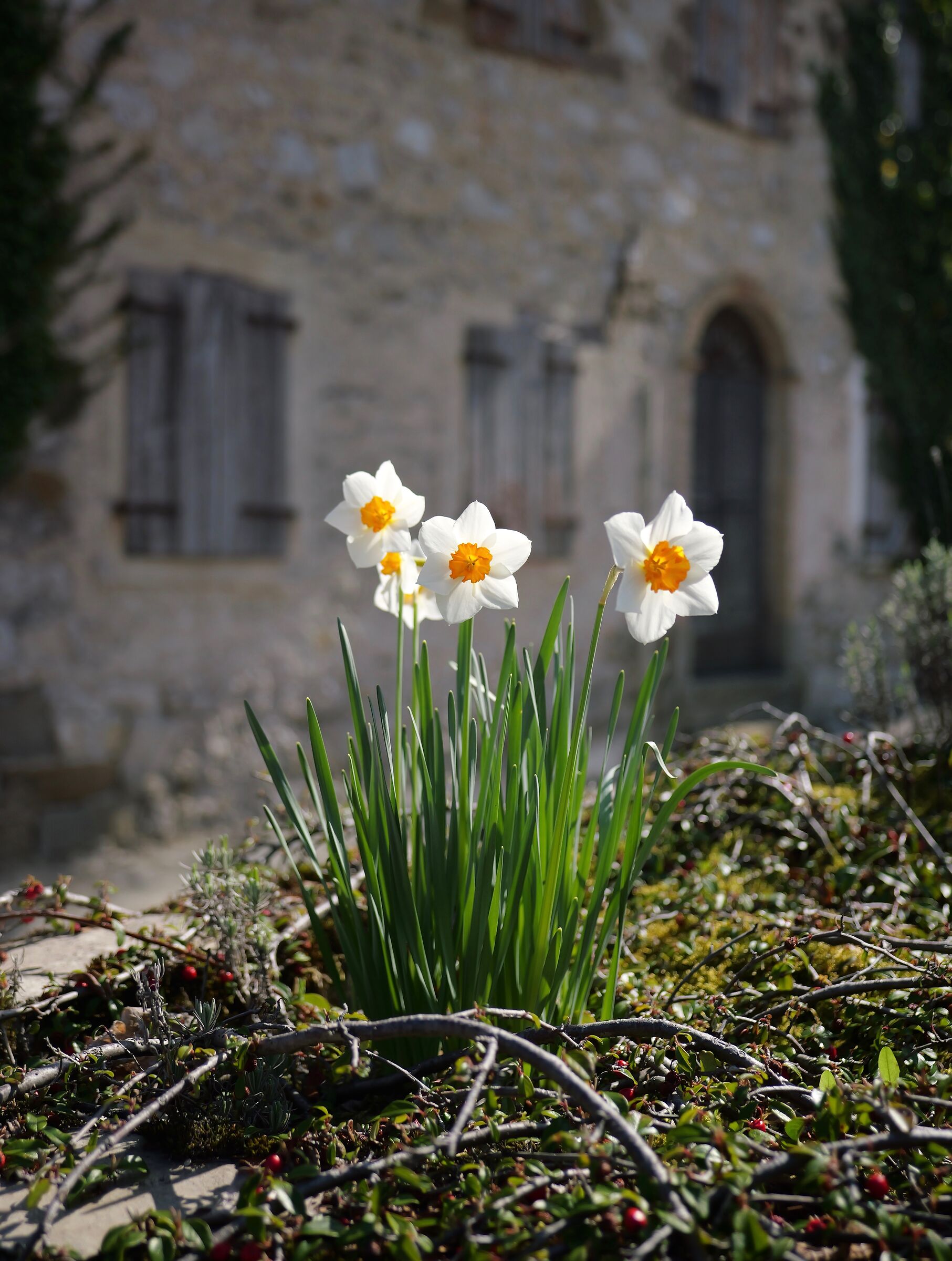 Daffodils in Pofabbro...