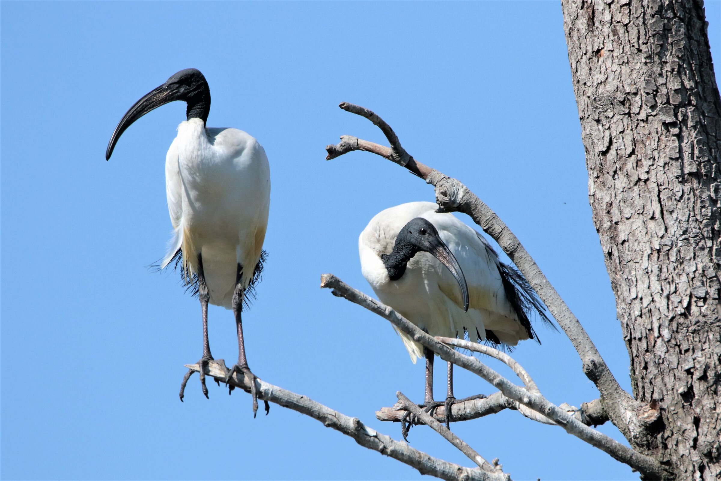 ibis couple...