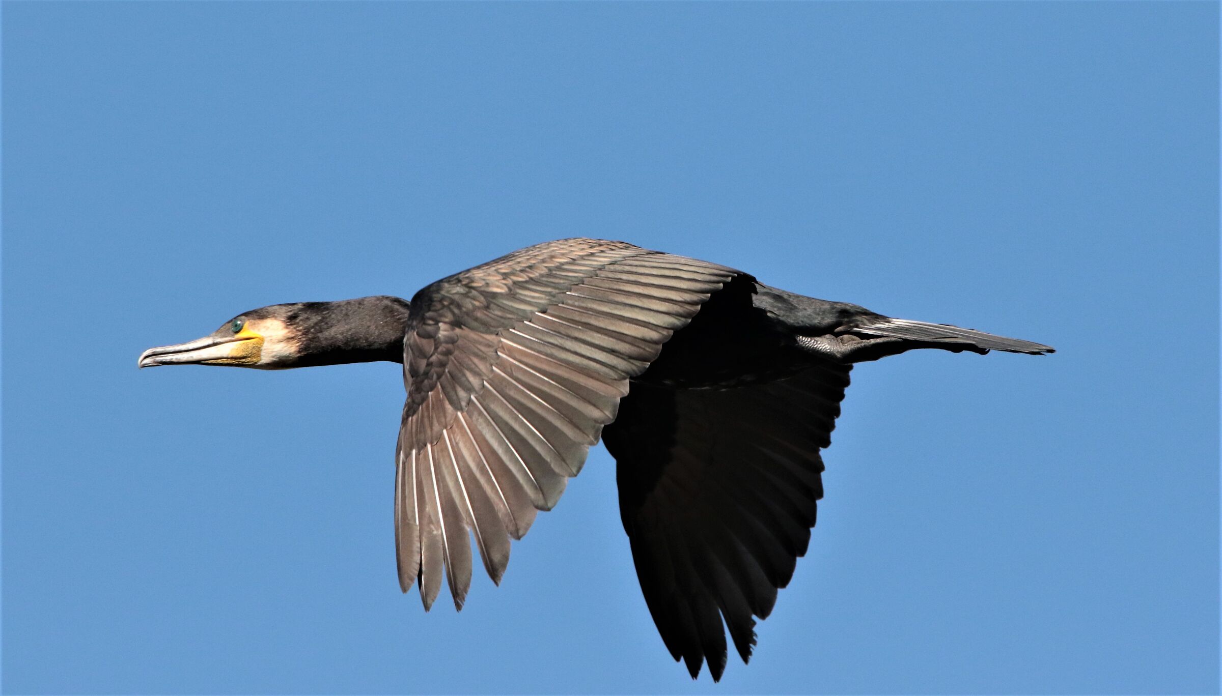 cormorant...