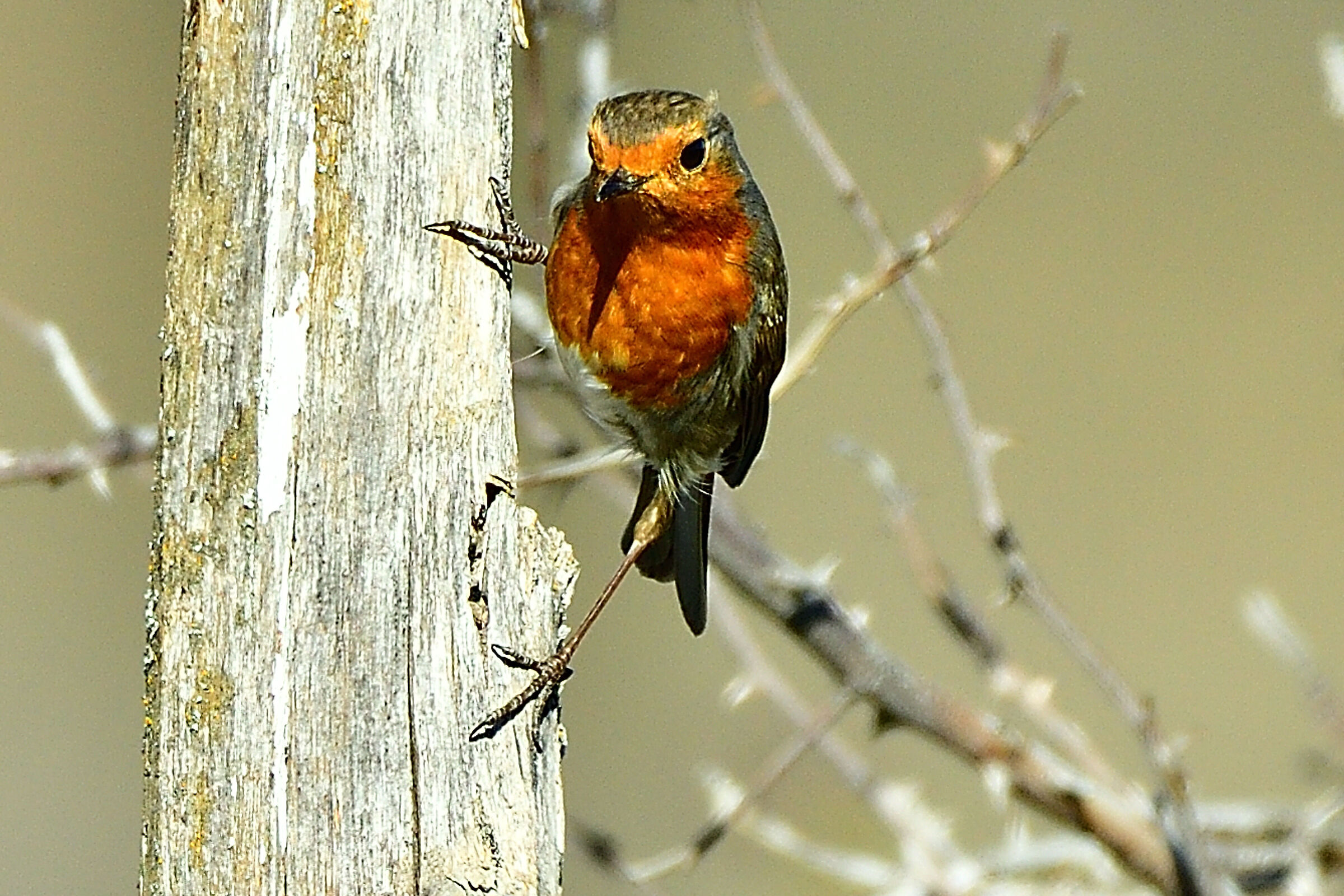 Robin...