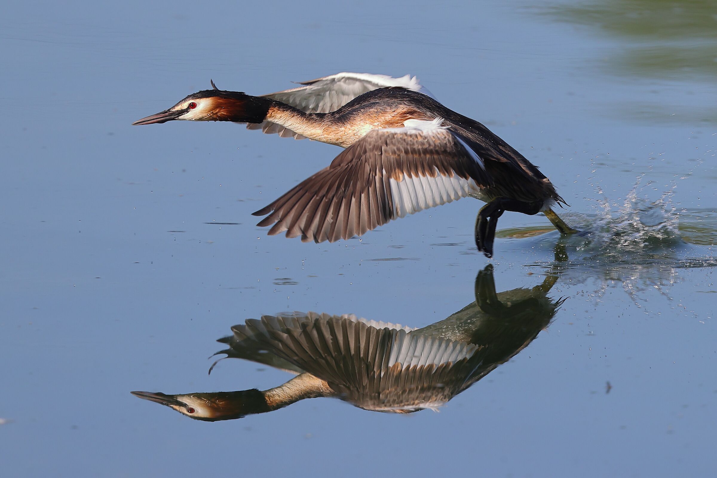 Great crested grebe...