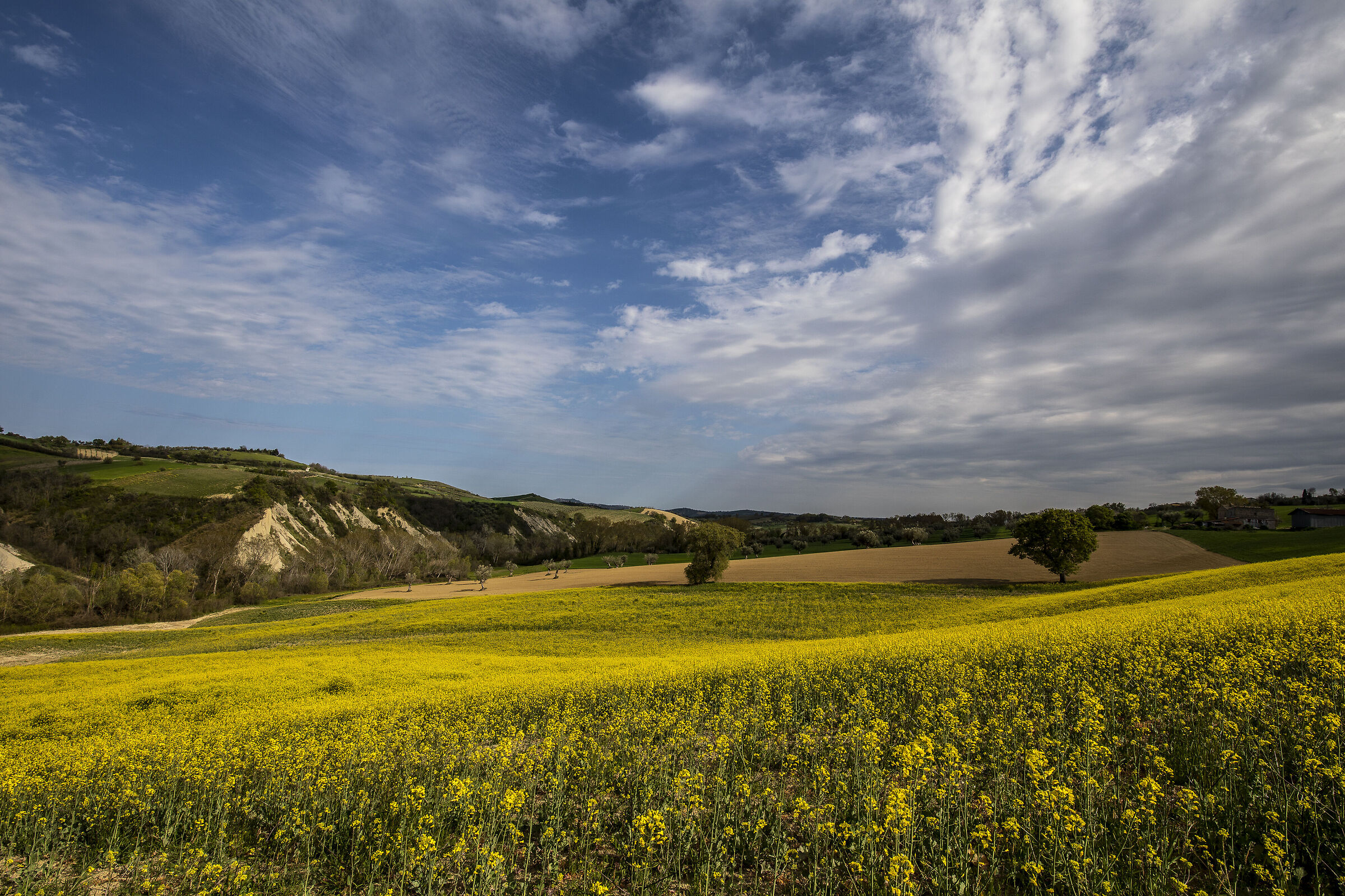 Between rapeseed and gullies...