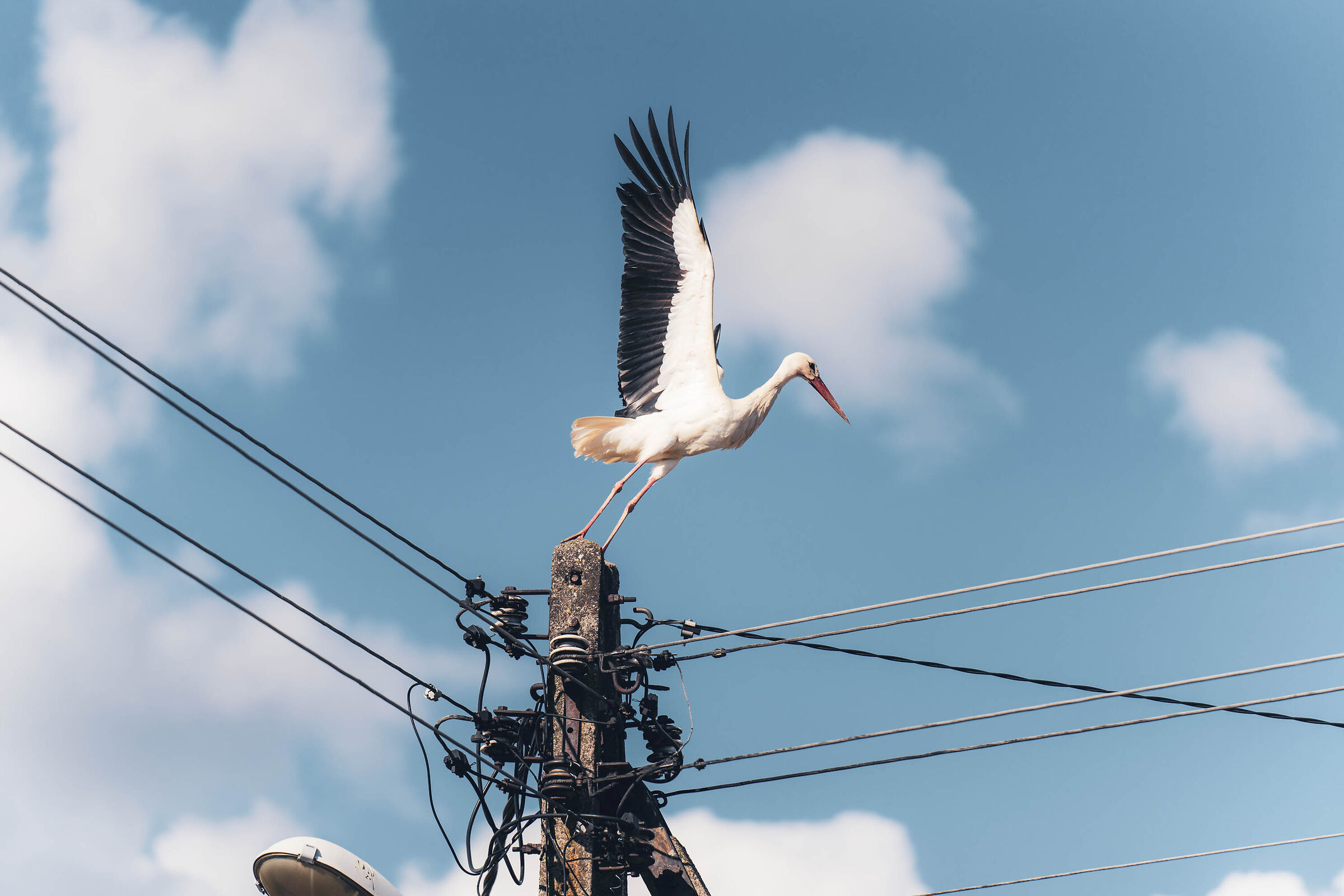Polish stork...
