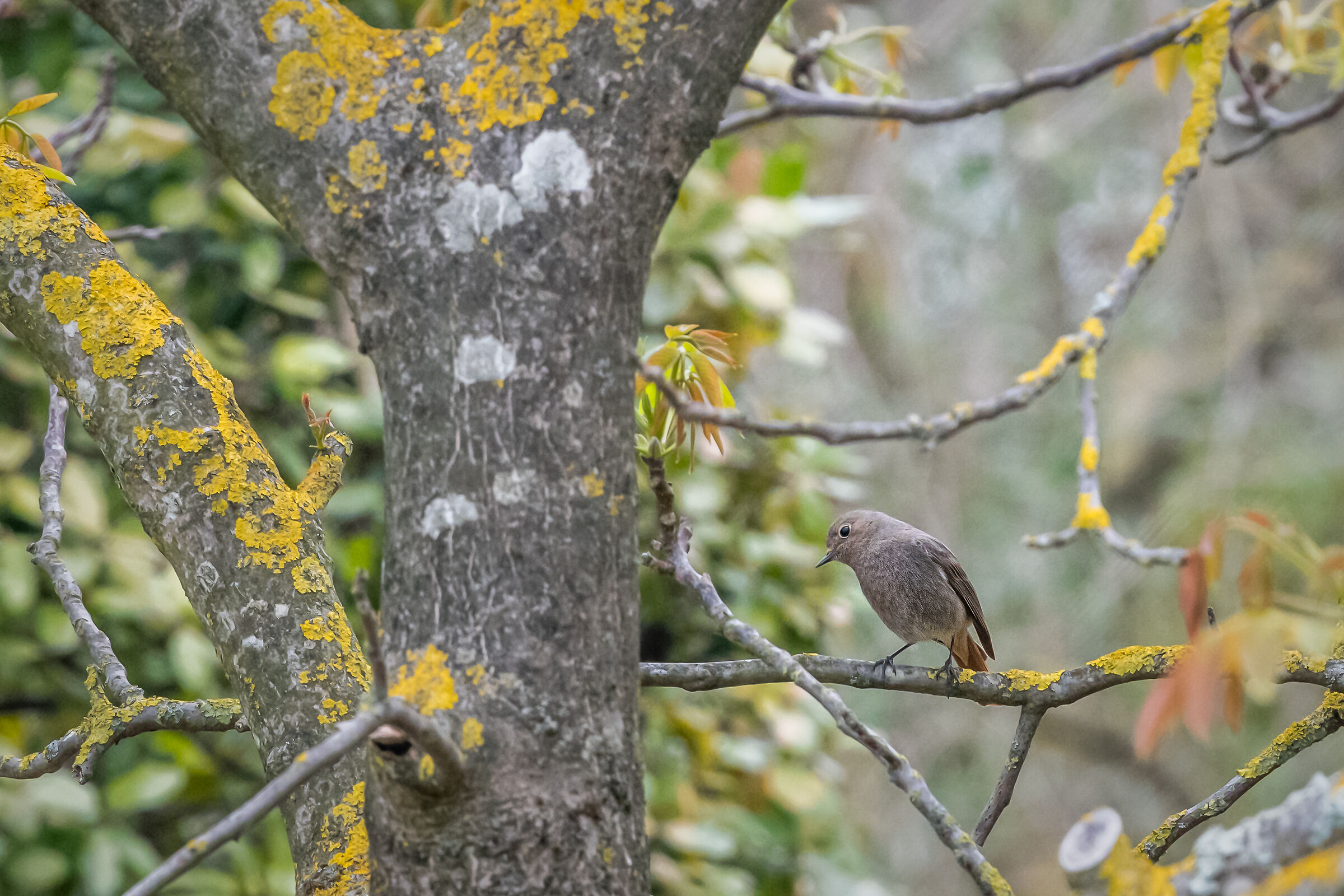 Redstart...