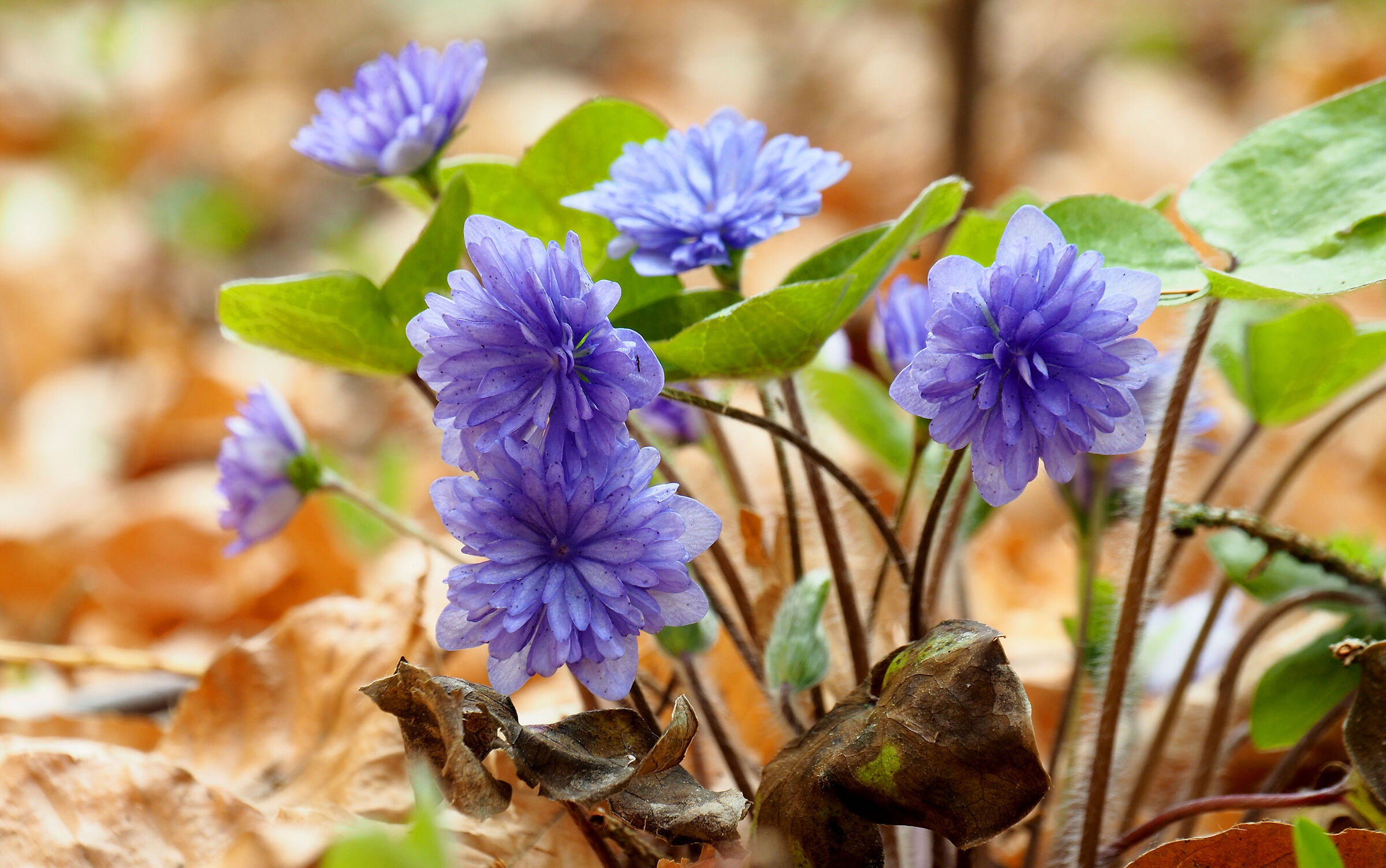Hepatica nobilis "out of order"......