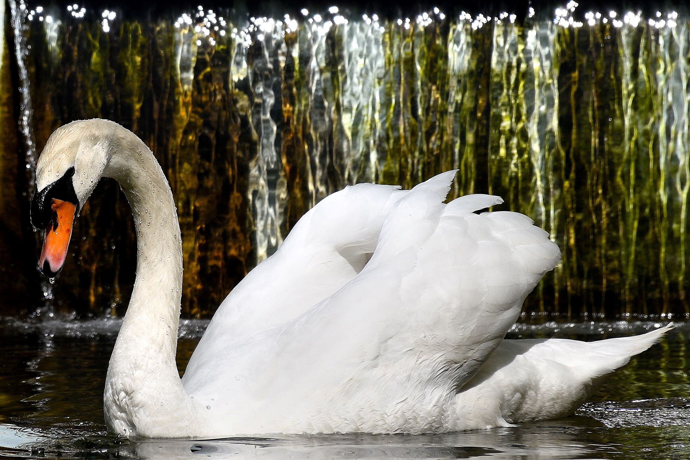 The Swan of Villa Ormond...