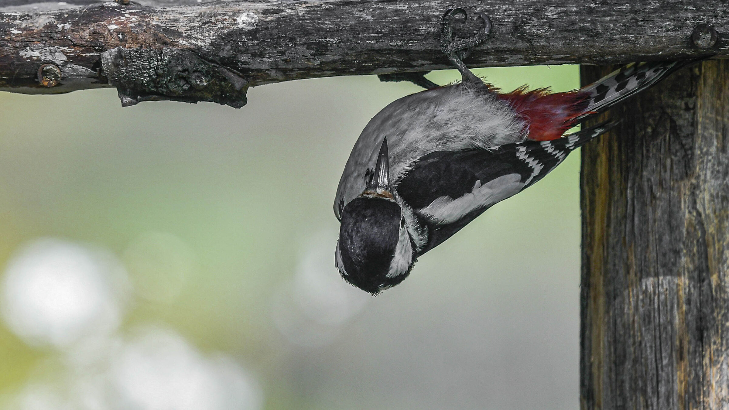 Balancing woodpecker ...
