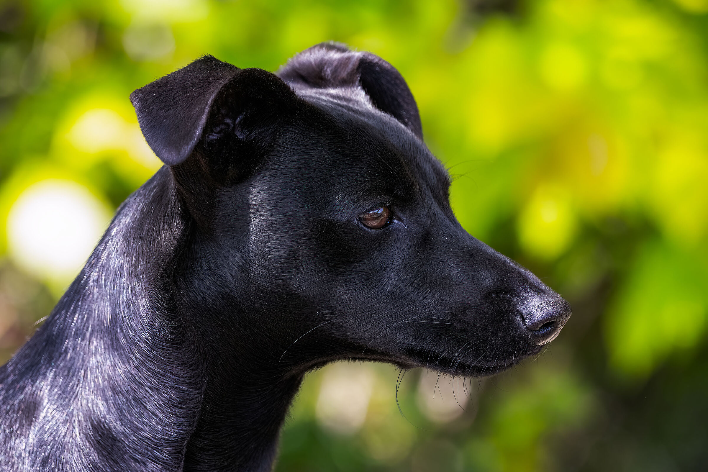 The neighbor's dog...