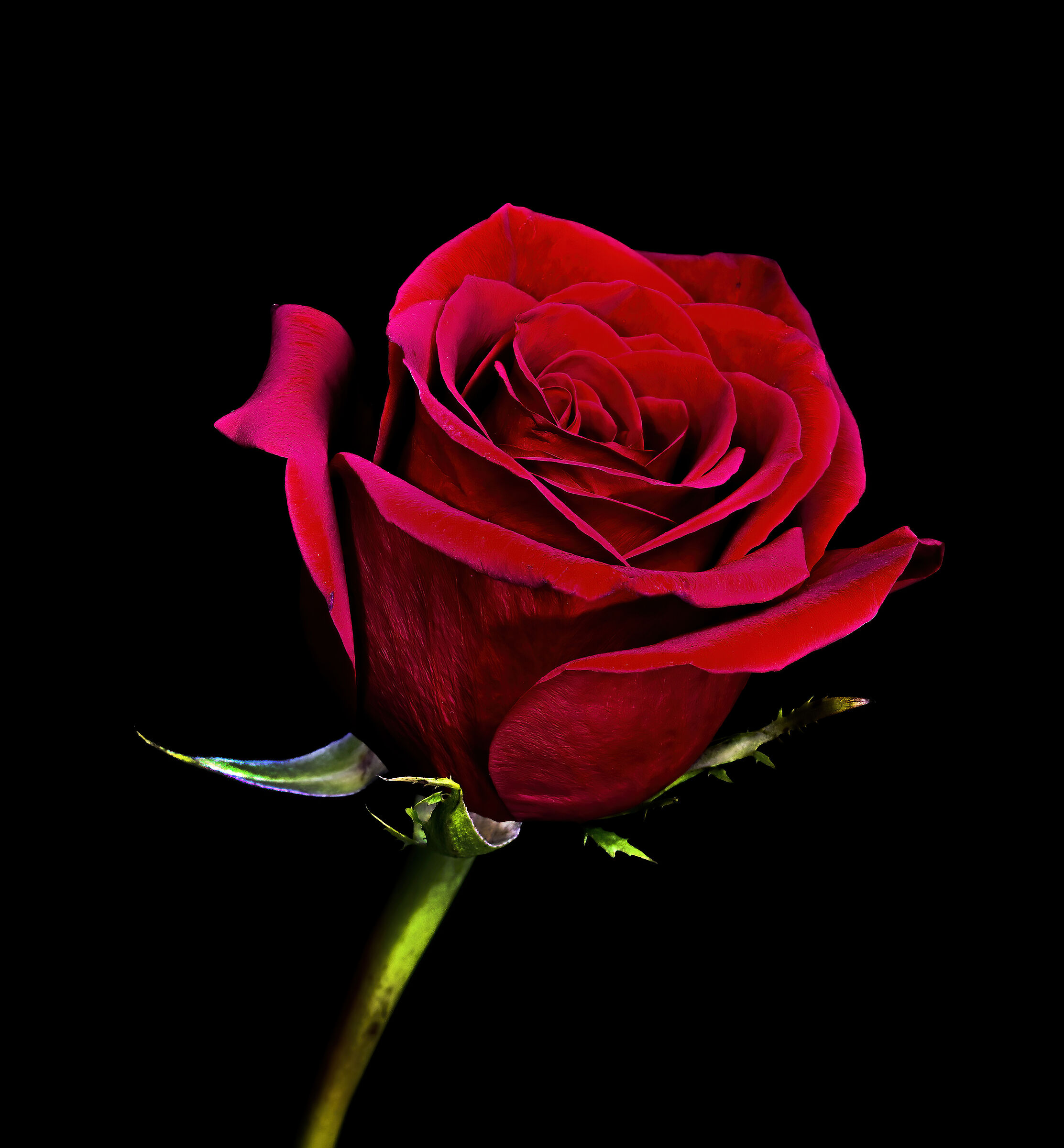 Una rosa per un fiore...