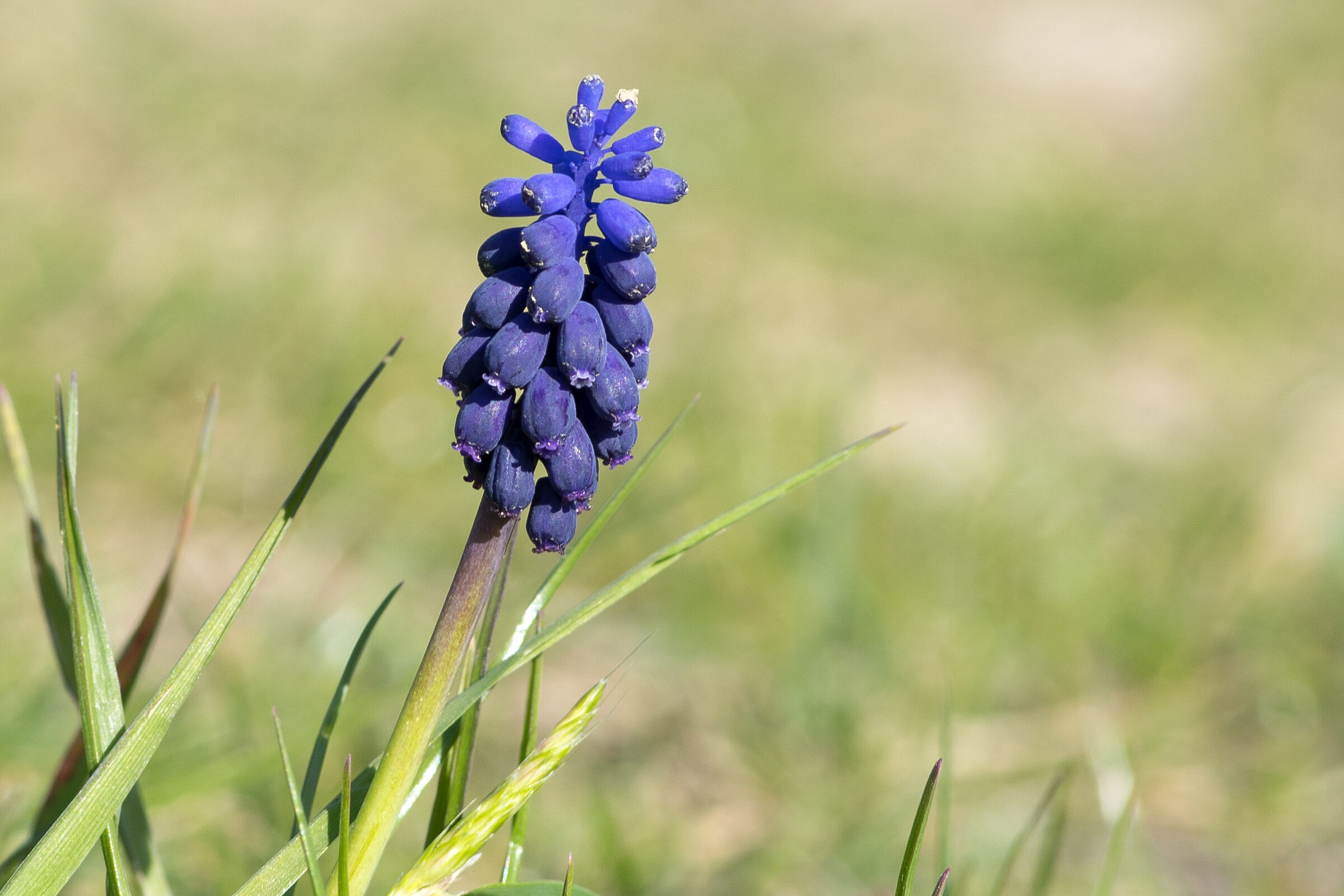 Muscari blue...