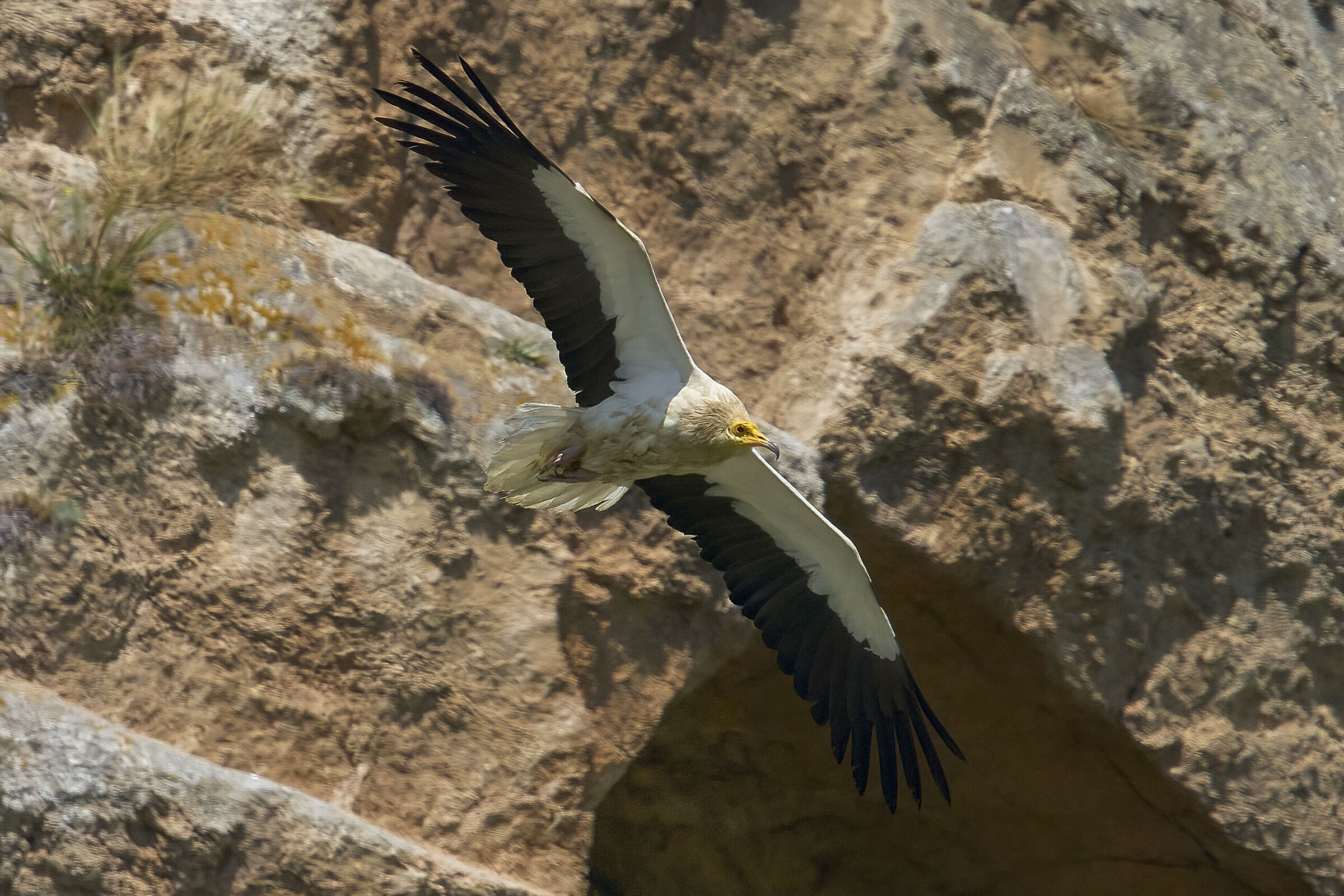white scavenger vulture...