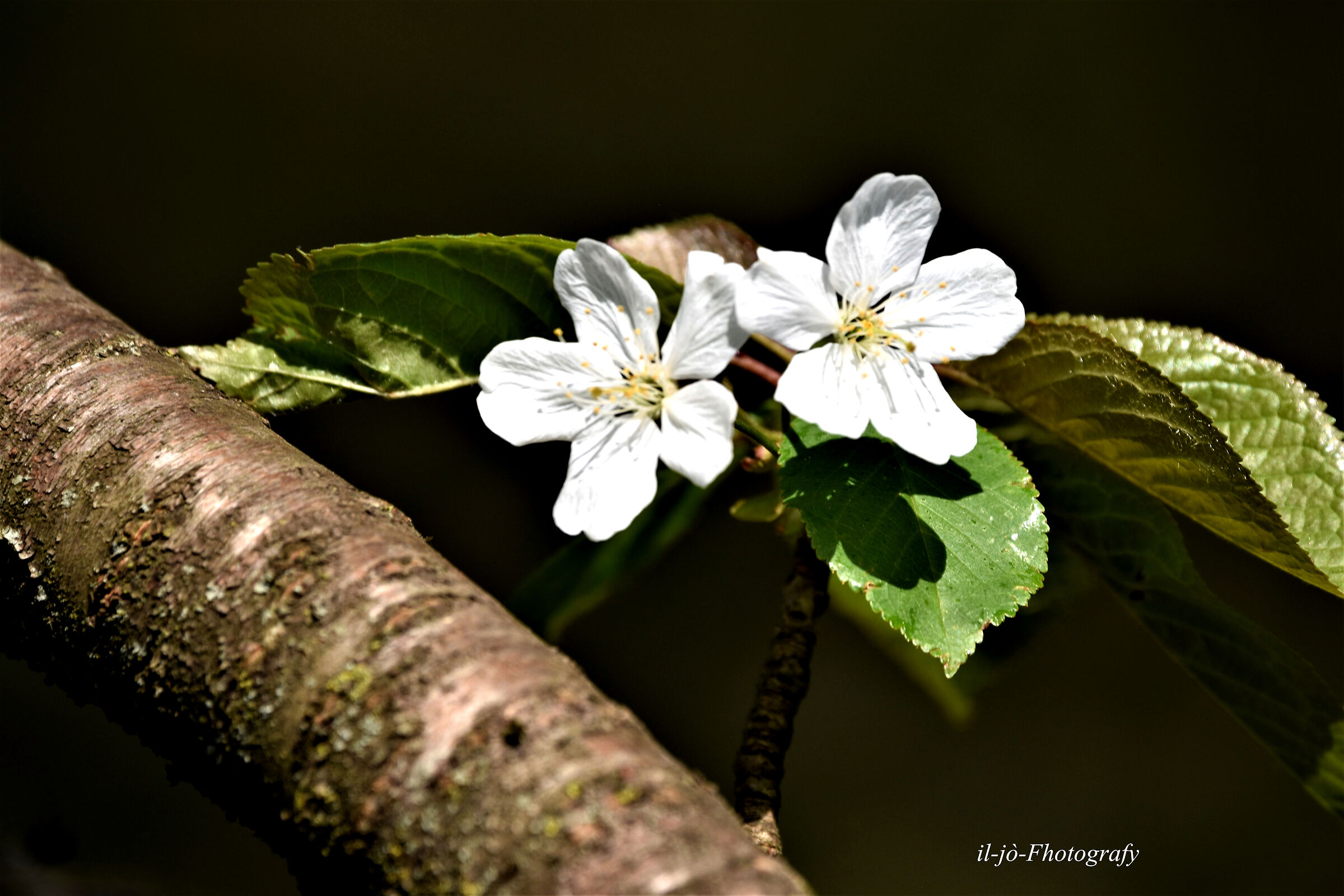 Untitled Photo...