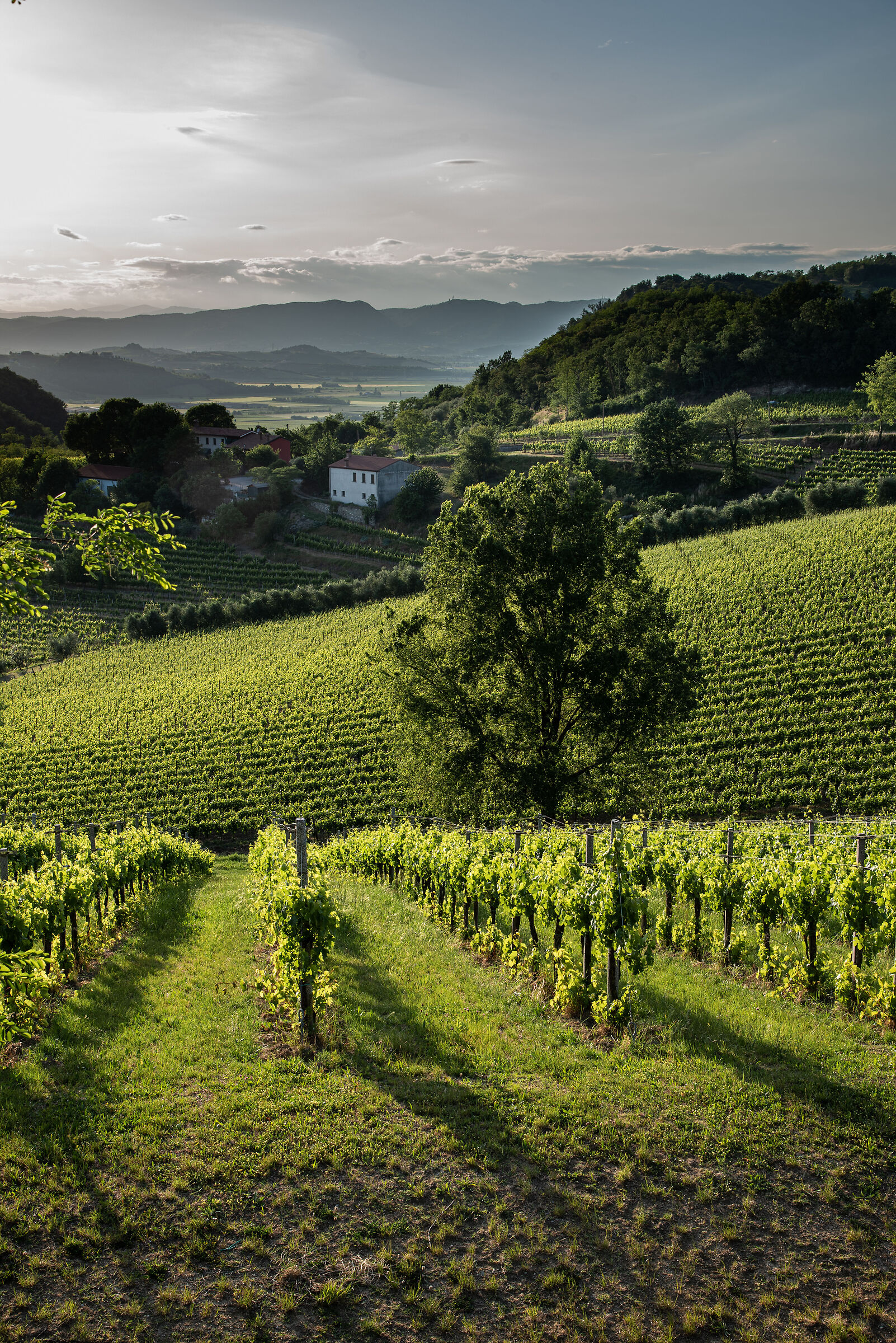 Euganean hills and vineyard geometries...