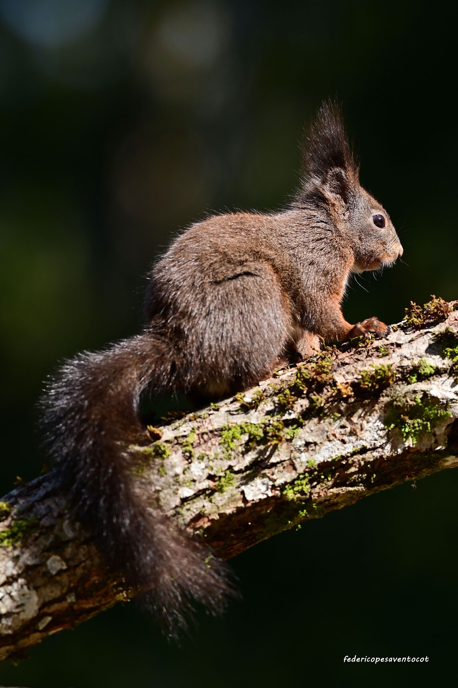 Squirrel on branch...