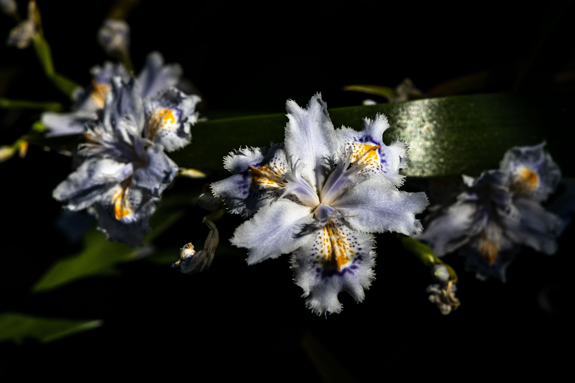 Iris giapponese...