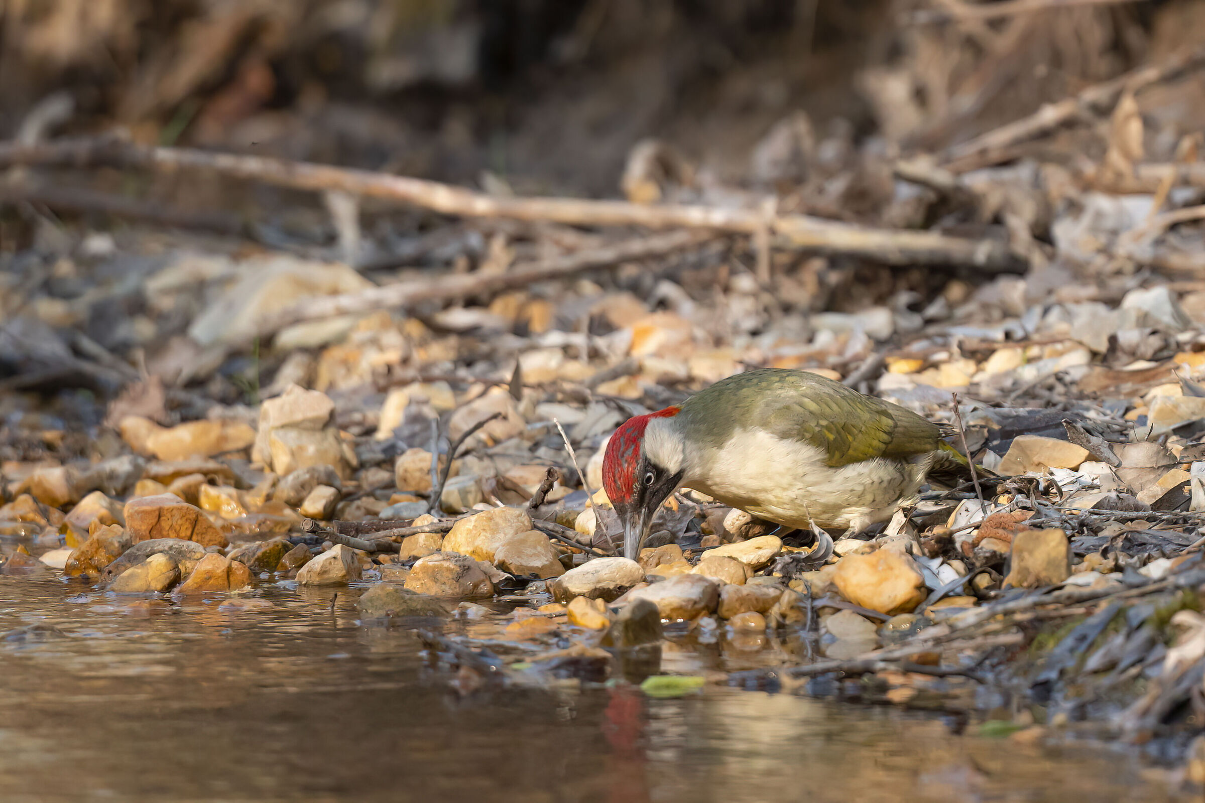 Green woodpecker with drinking...
