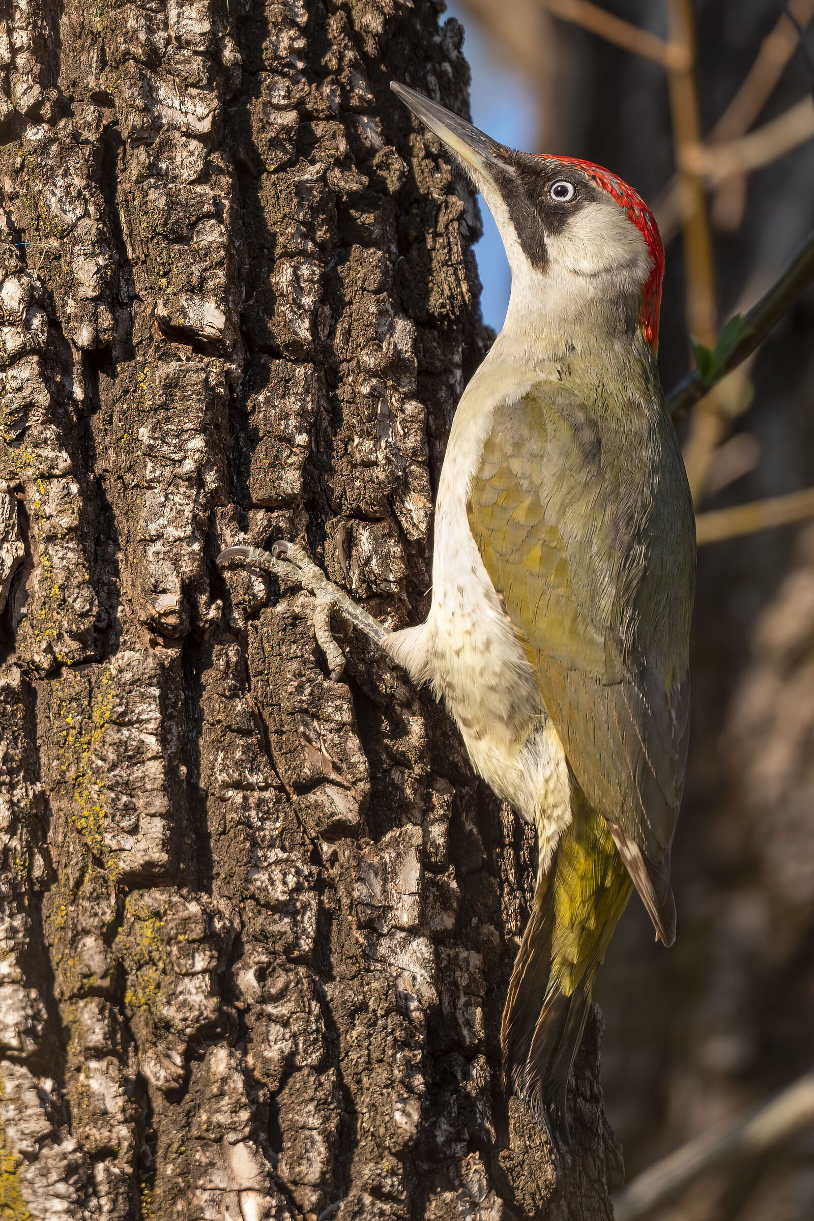 Female green woodpecker...... while waiting for the Martin...
