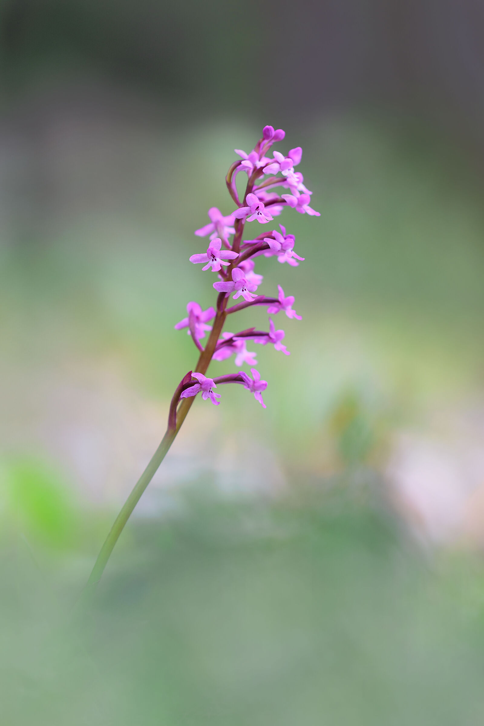 Orchis brancifortii...