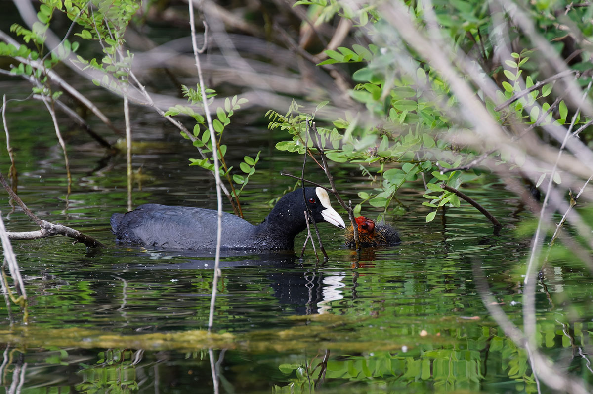 Coot with Small...