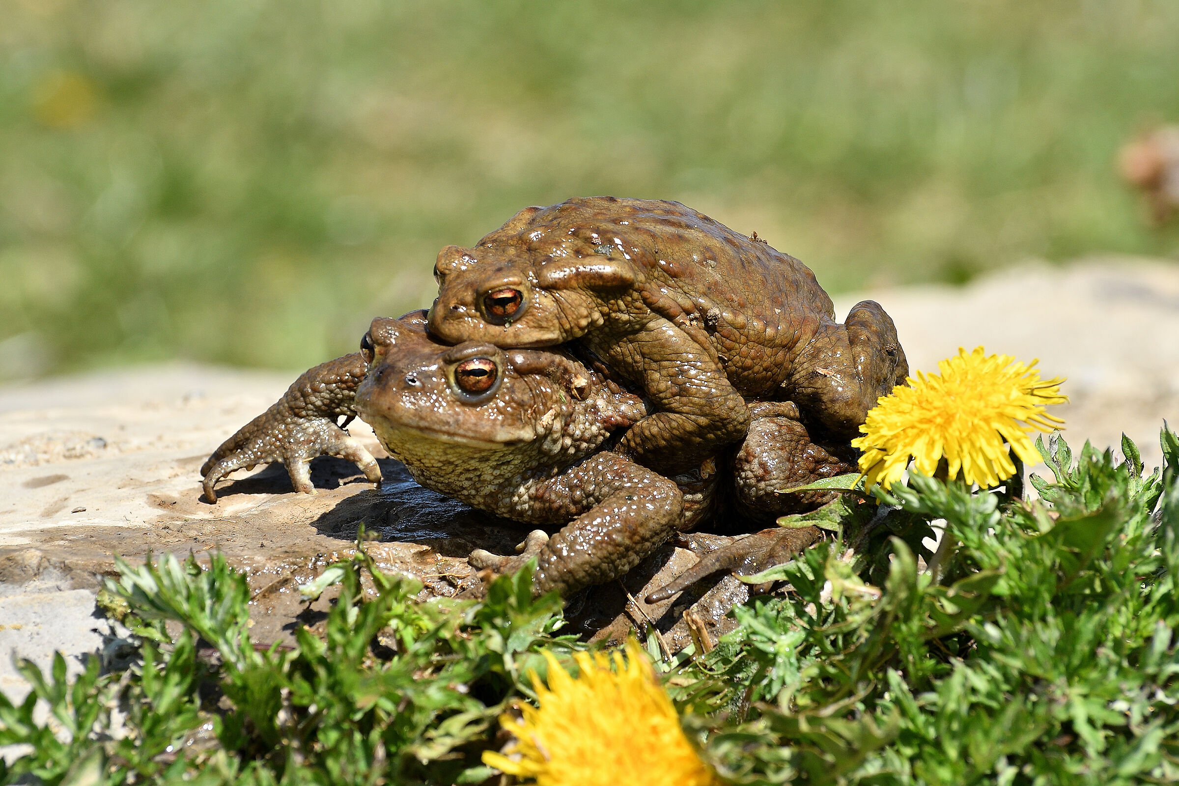 Common toad mating.....