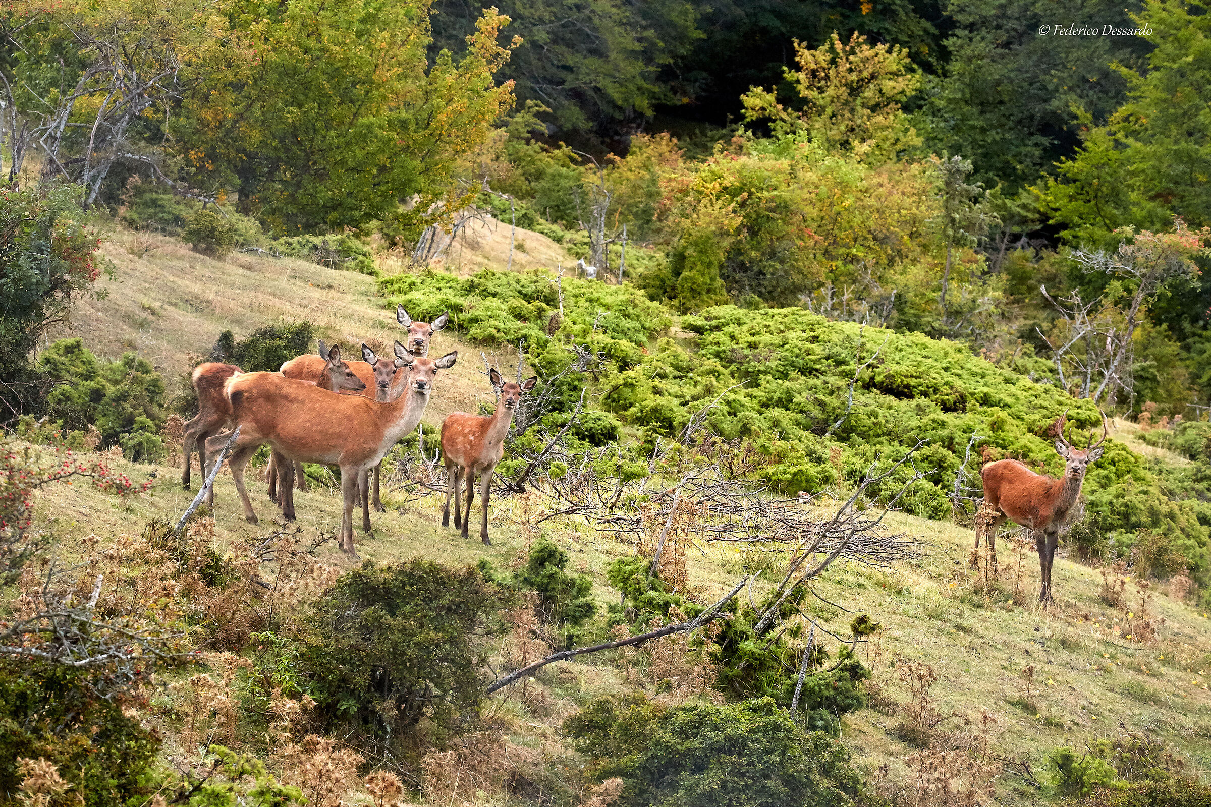 Oasis of the deer of Gamberale-Val di Terra...