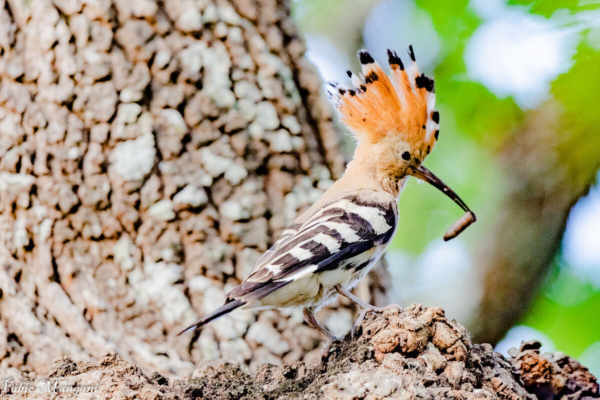 Hoopoe with prey...