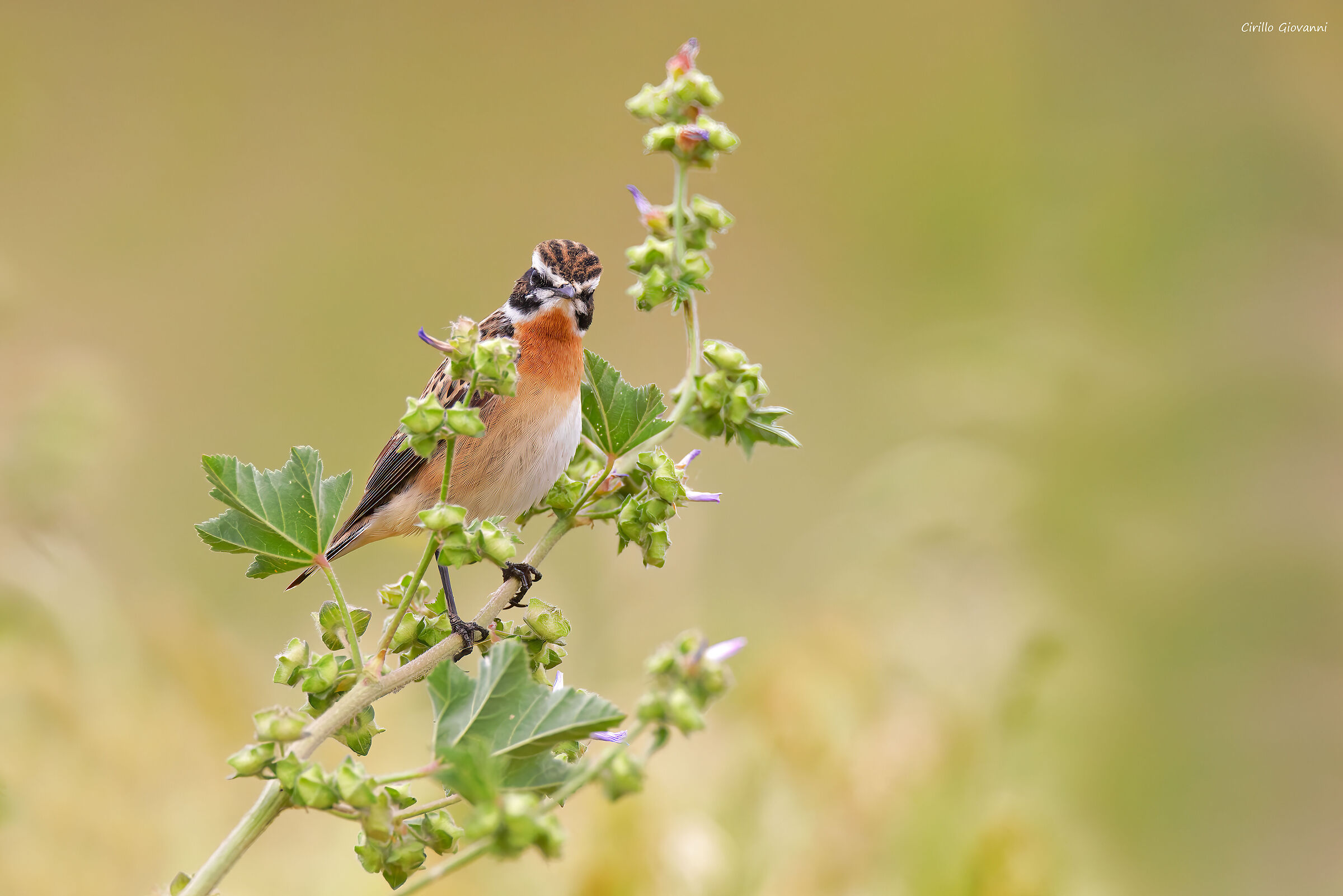 Whinchat ...