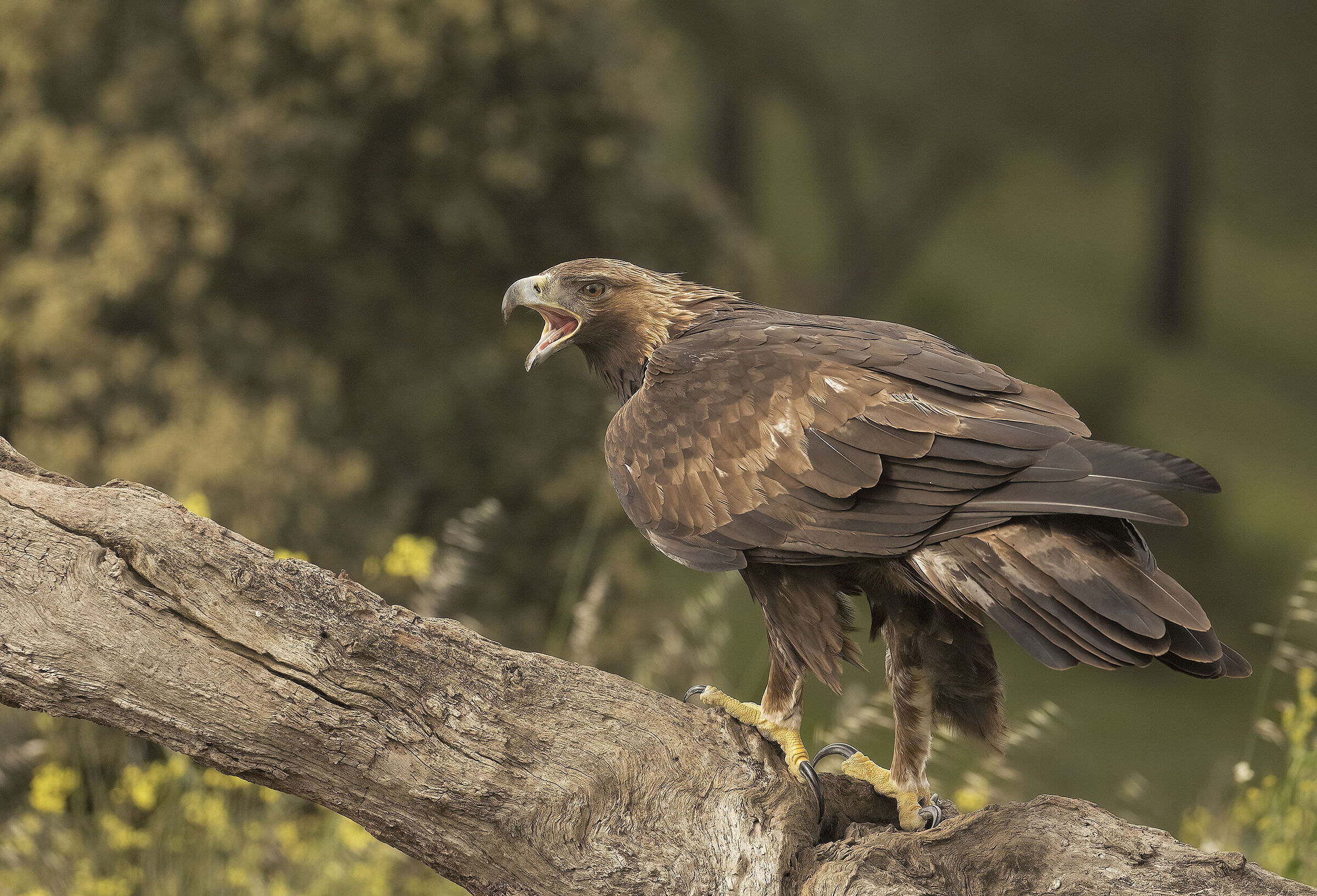 golden eagle...