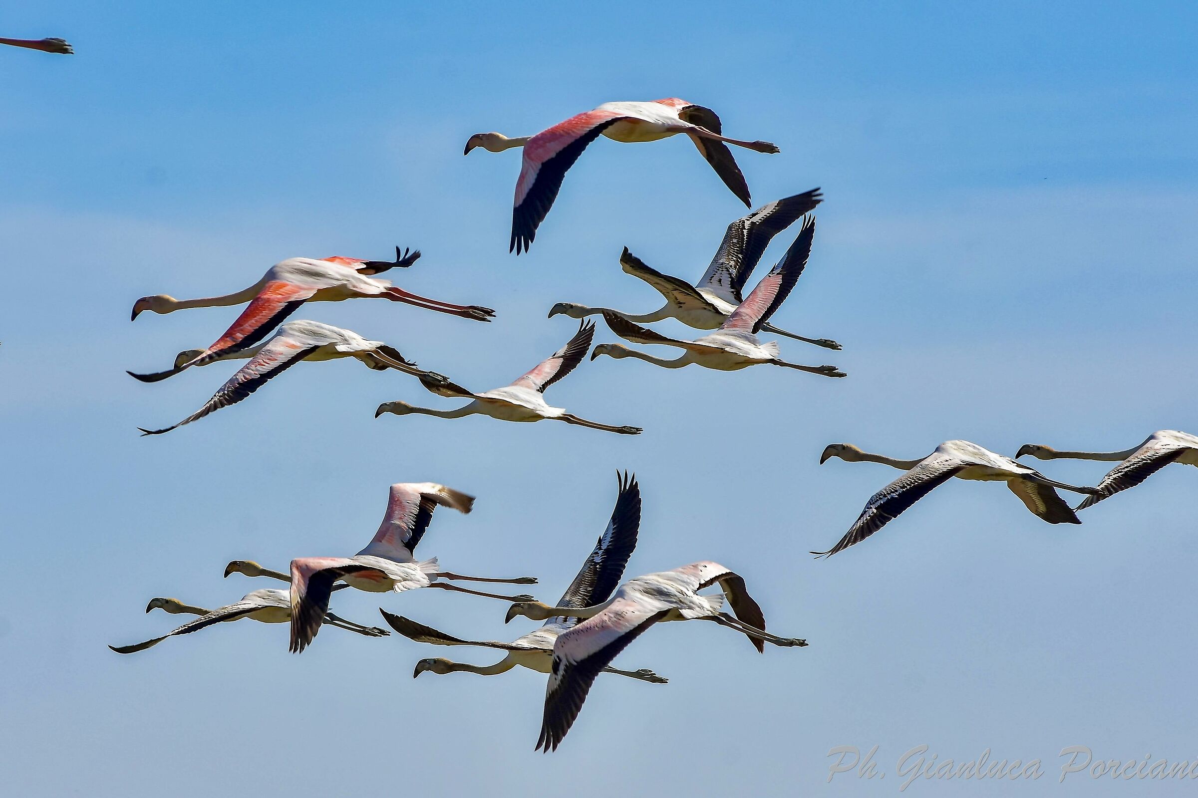 Flamingos ? in flight...