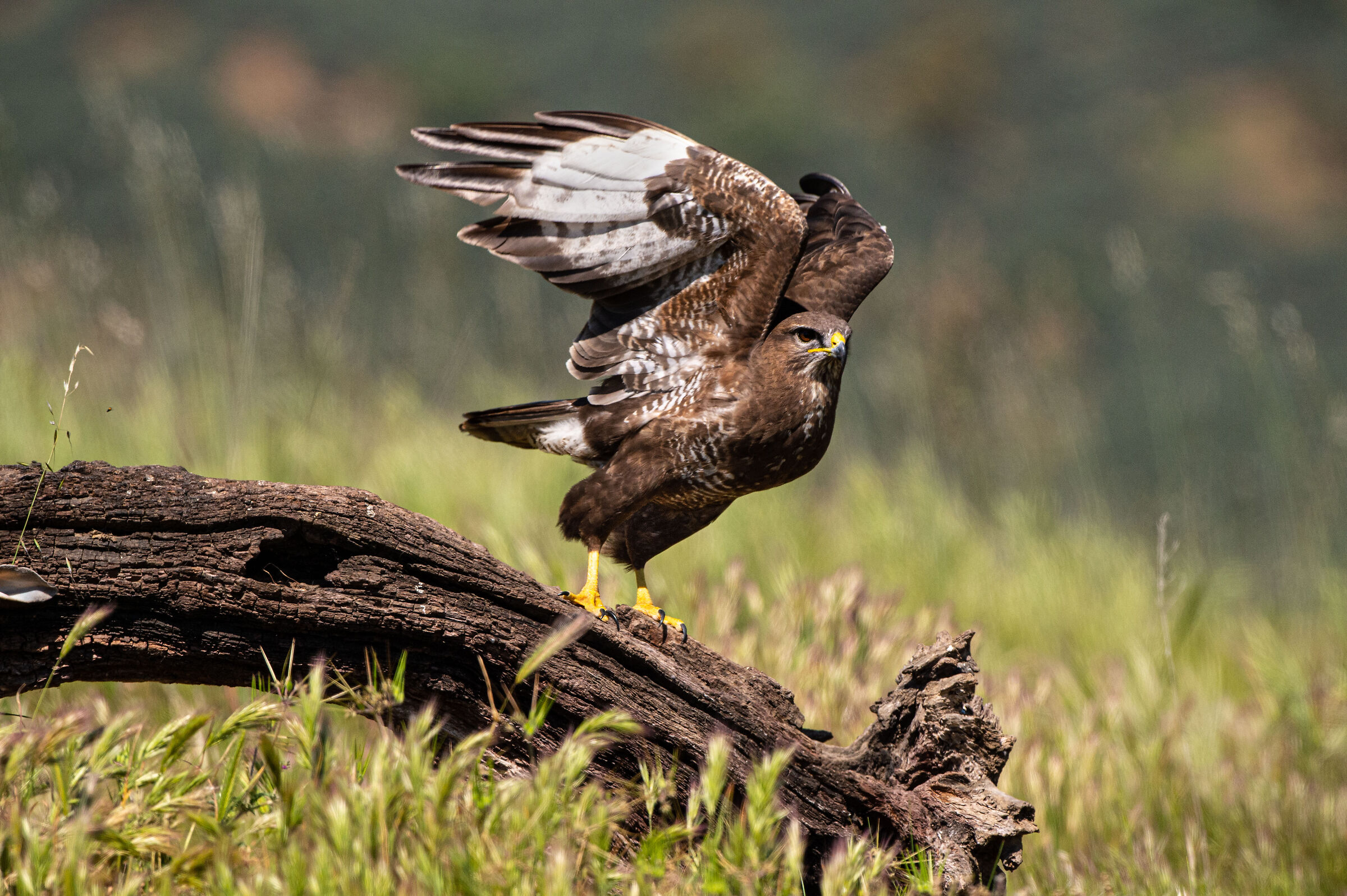 Take-off of the Buzzard...
