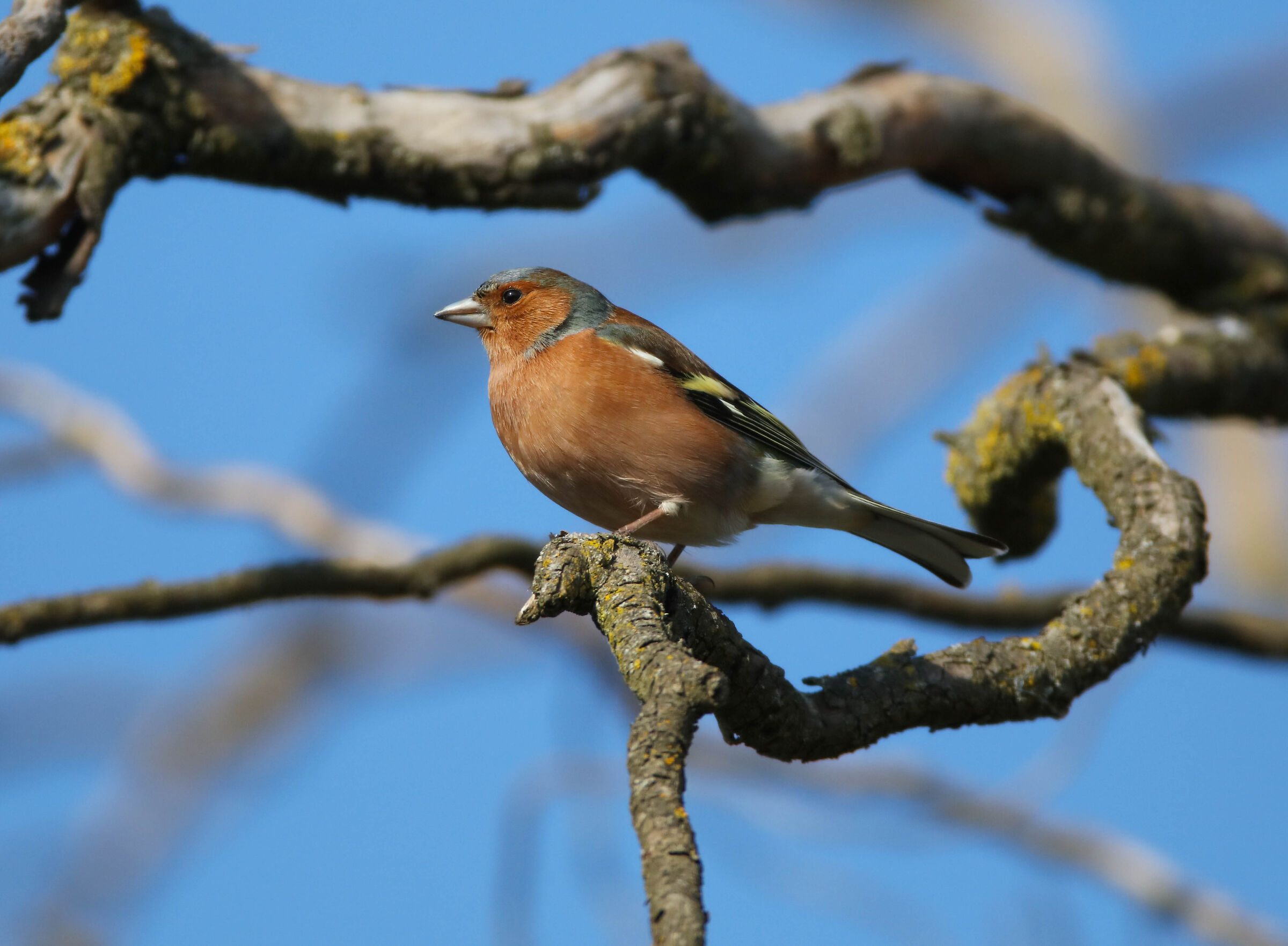 The favorite chaffinch roost...